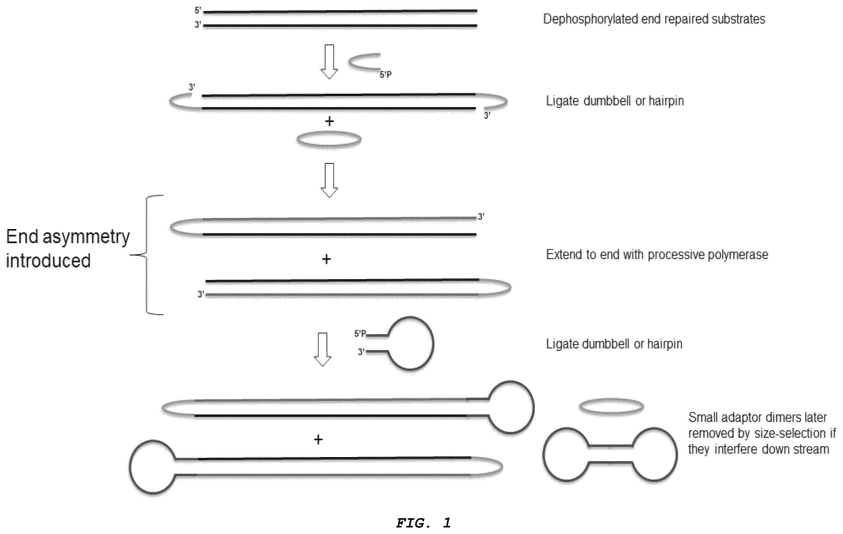 Patent US12410426 — Methods for generating, and sequencing from, asymmetric adaptors on the ends of polynucleotide templates comprising hairpin loops — Figure 1