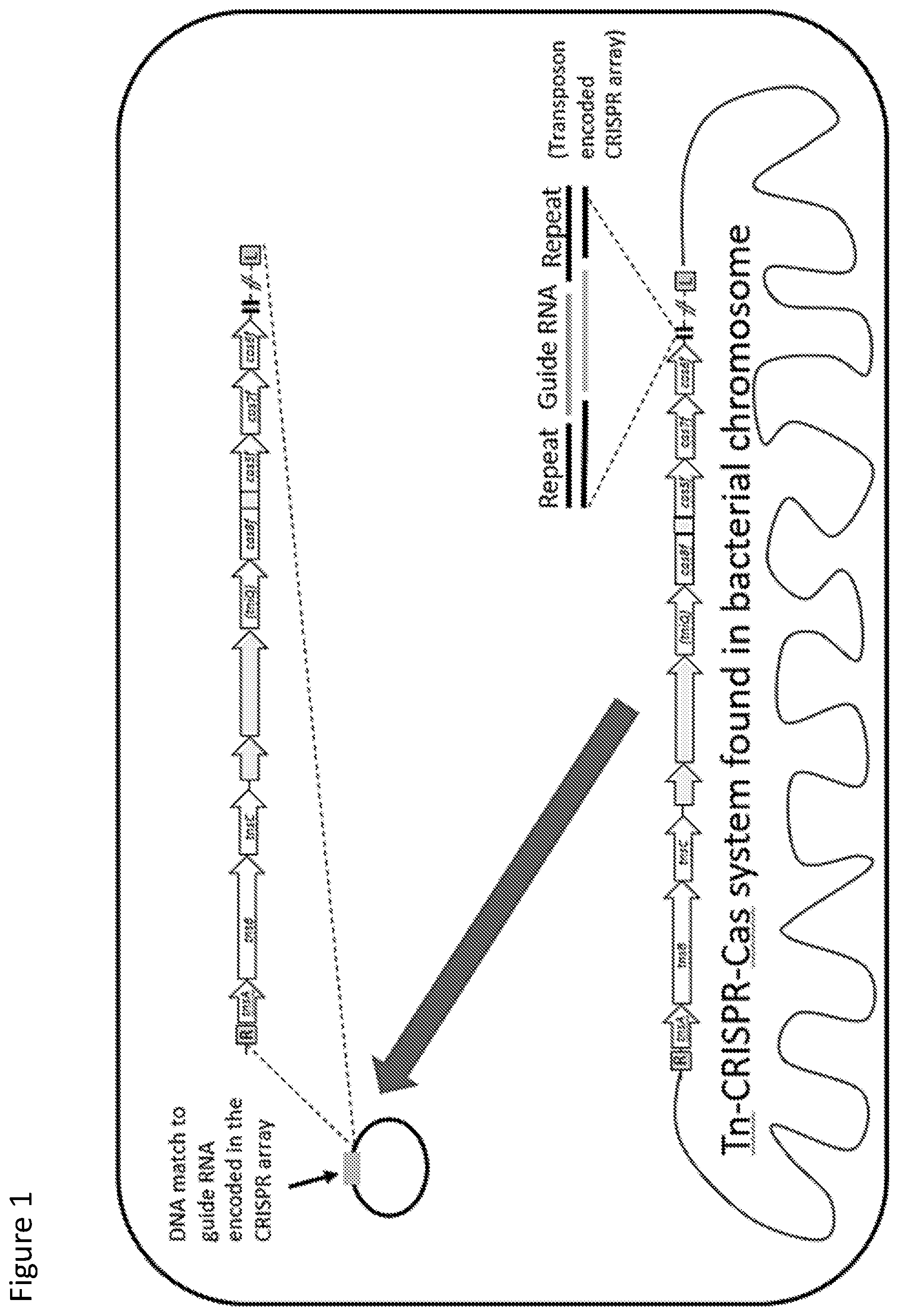 Patent US12410429 Figure 1 – Compositions and methods for gene targeting using CRISPR-Cas and transposons
