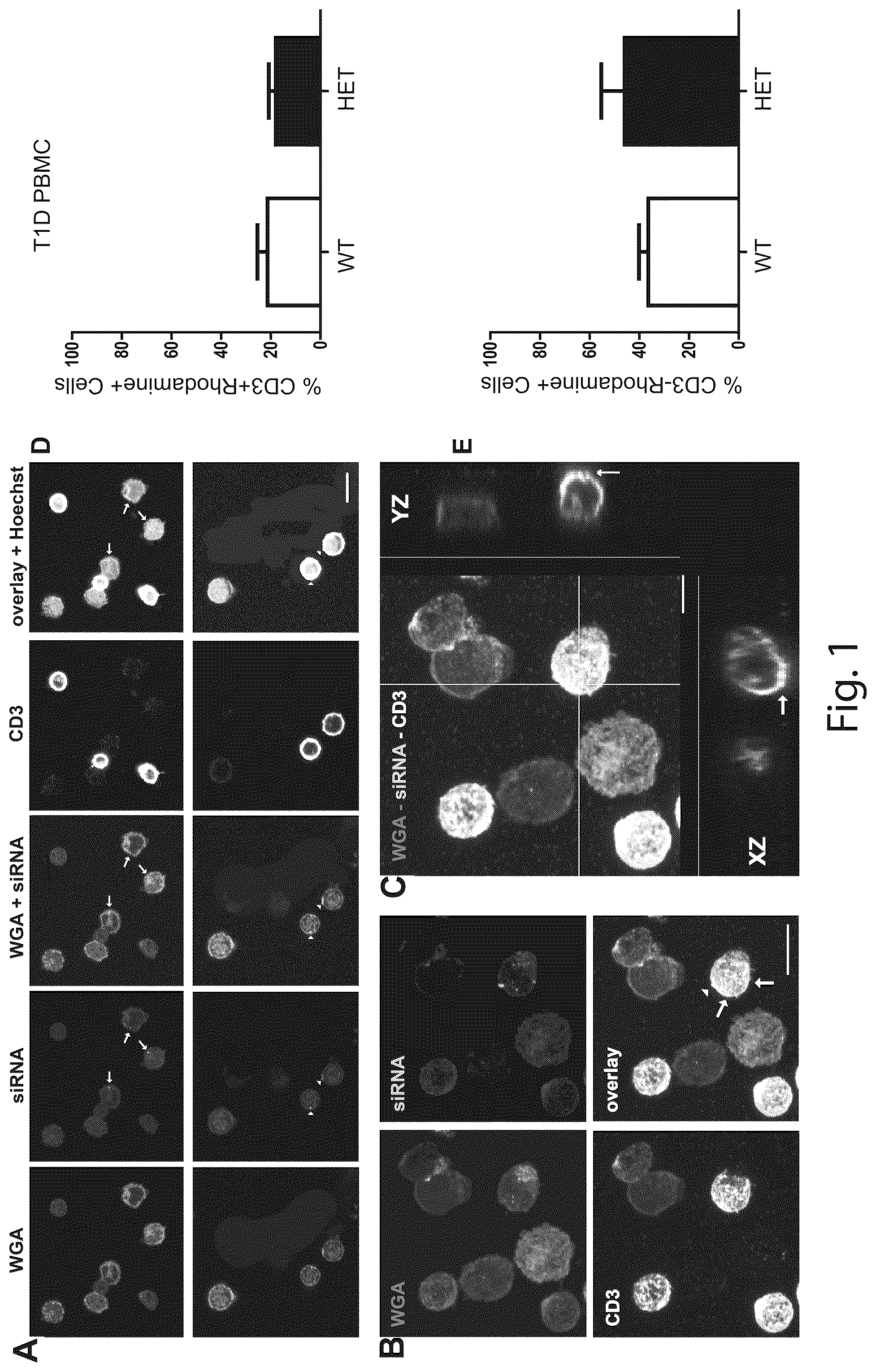 Patent US12410431 Figure 1 – Short interfering RNA targeting variant C1858T of gene PTPN22