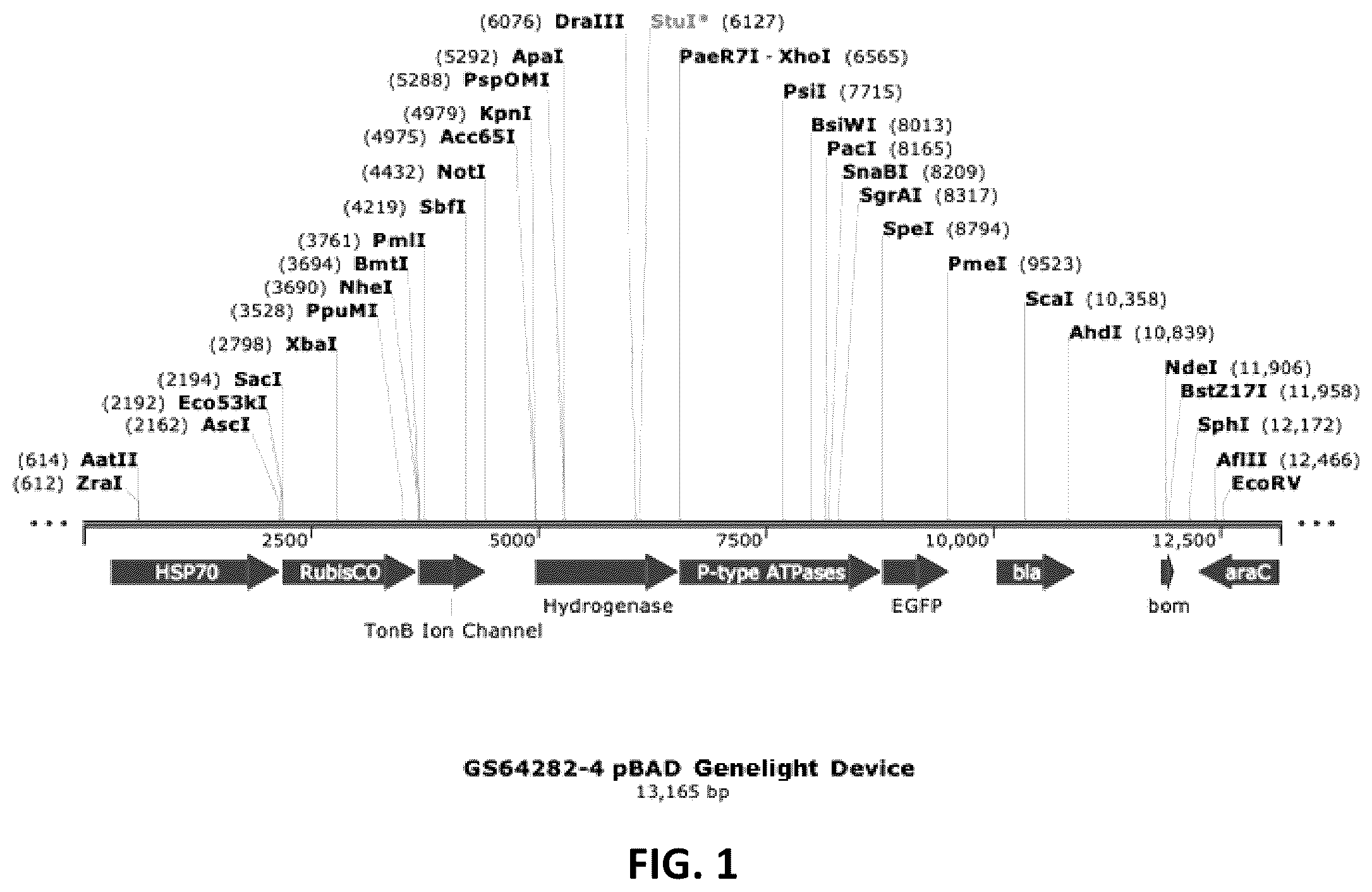 Patent US12410434 — Genelight cultures and extracts and applications thereof — Figure 1