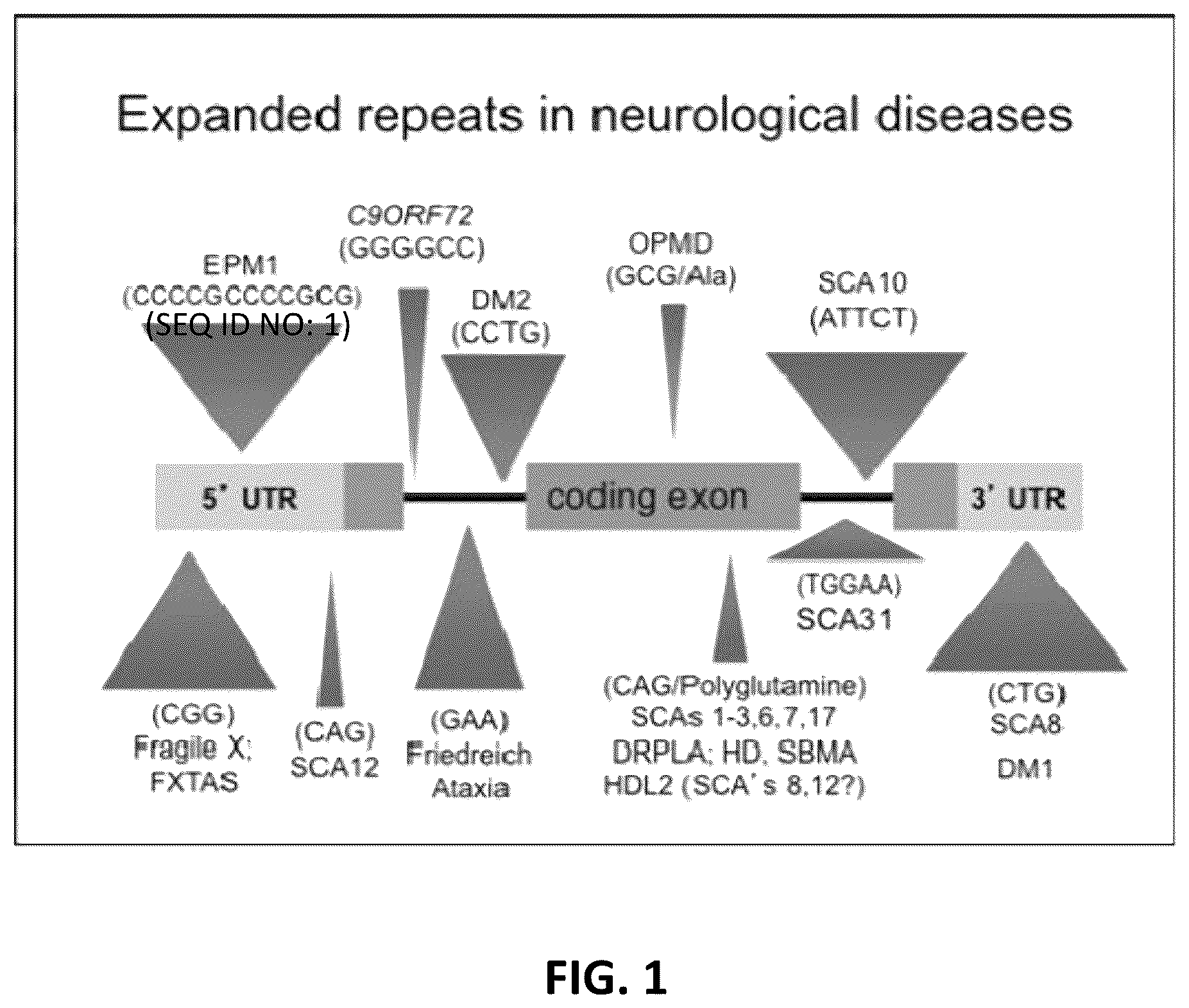 Patent US12410435 Figure 1 – Compositions and methods of use of CRISPR-Cas systems in nucleotide repeat disorders