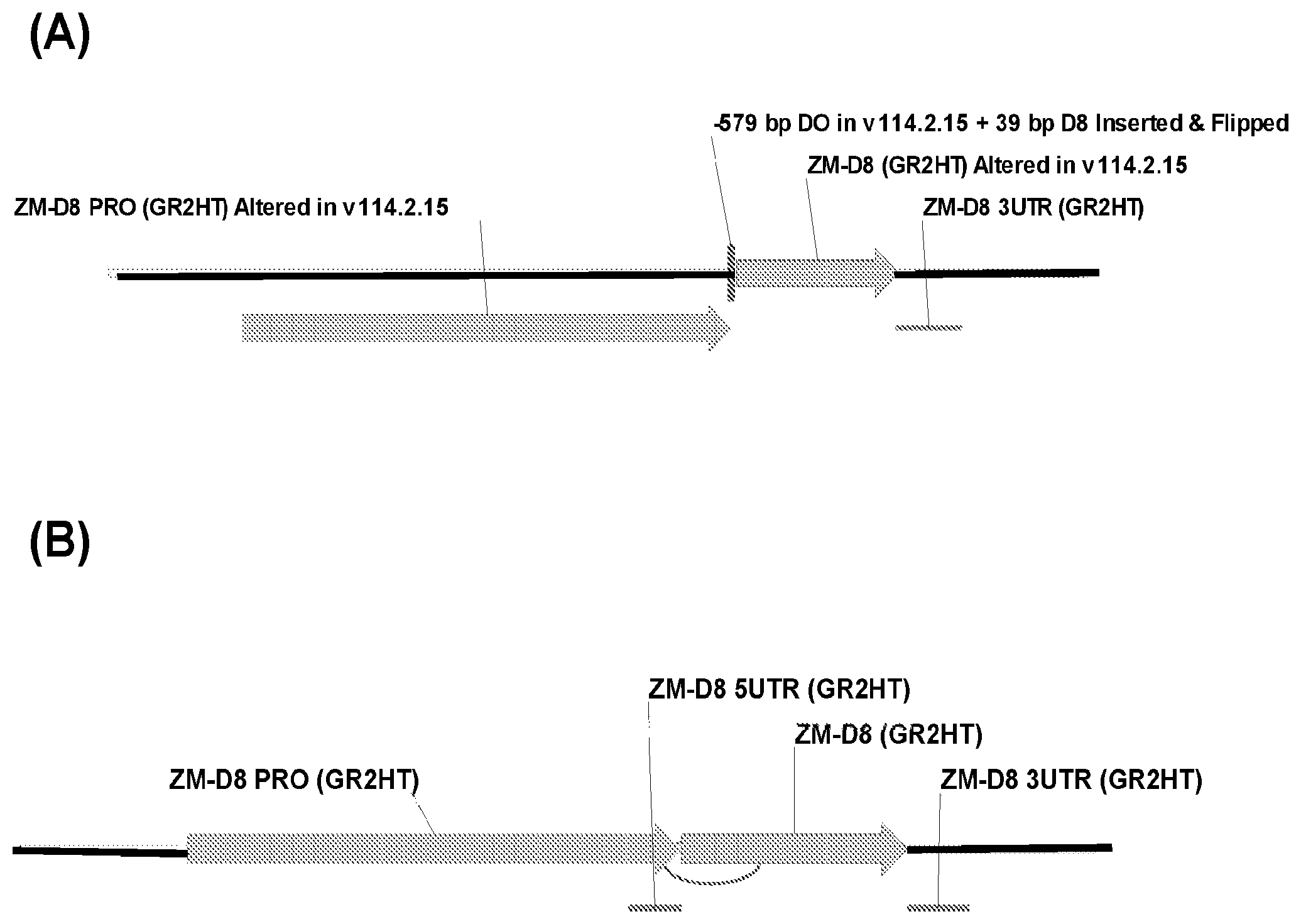 Patent US12410439 — Reduced stature maize and mads-box transcription factors — Figure 1