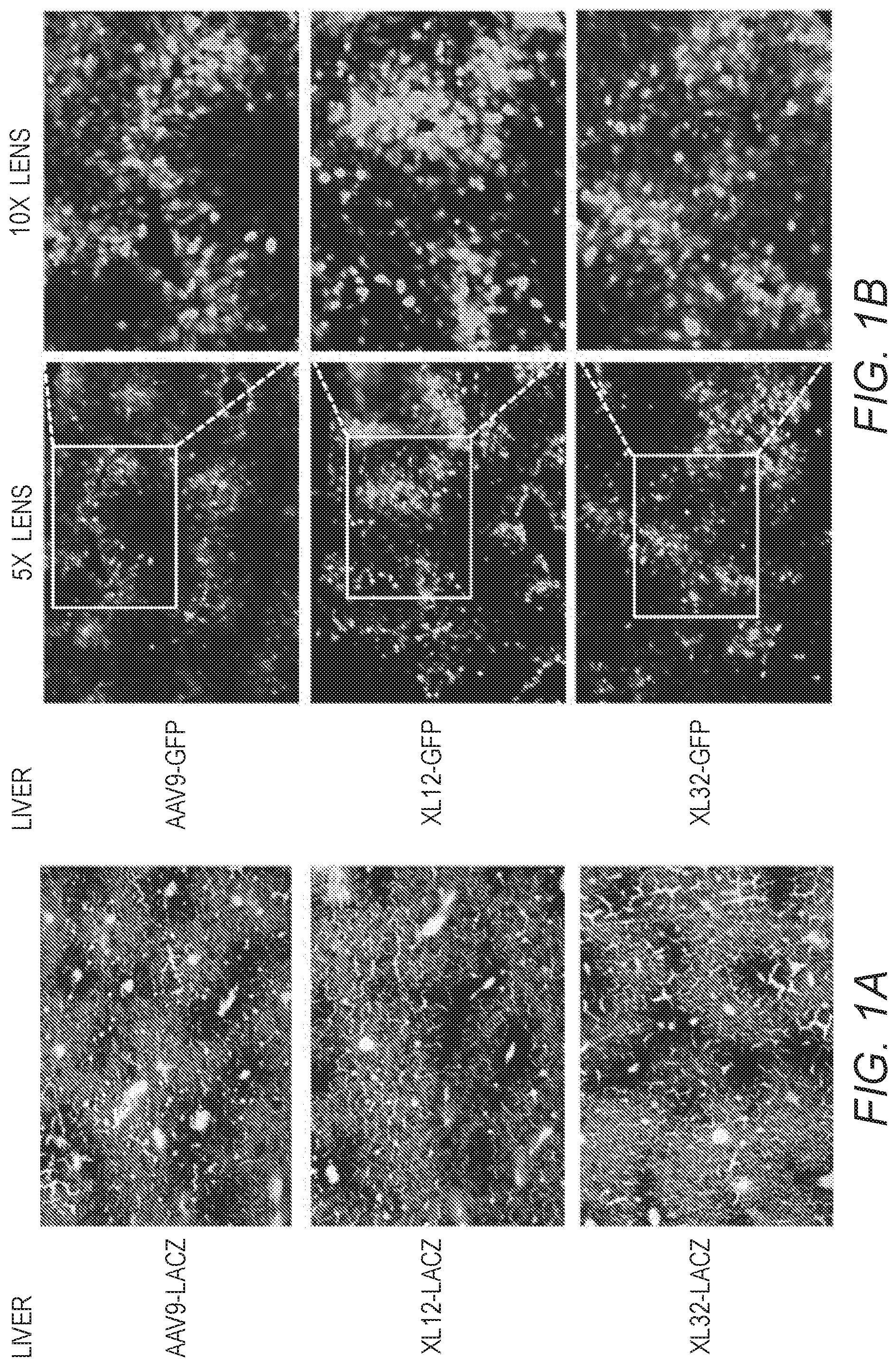Patent US12410441 Figure 1 – Synthetic liver-tropic adeno-associated virus capsids and uses thereof