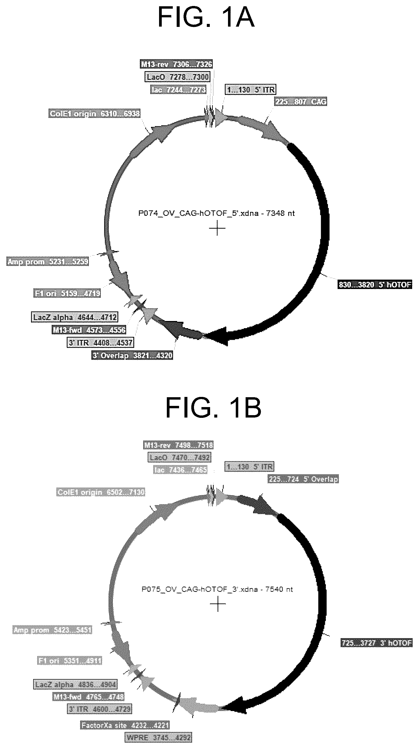 Patent US12410442 — Compositions and methods for treating sensorineural hearing loss using otoferlin dual vector systems — Figure 1
