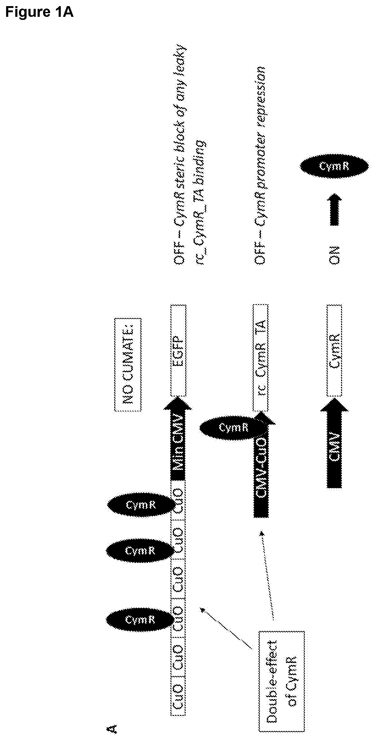 Patent US12410443 Figure 1 – Inducible AAV system comprising cumate operator sequences
