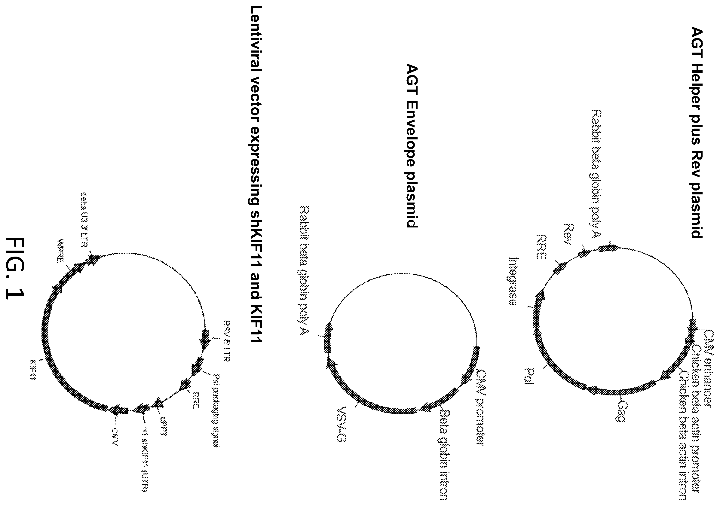 Patent US12410445 — Vector system for expressing regulatory RNA — Figure 1