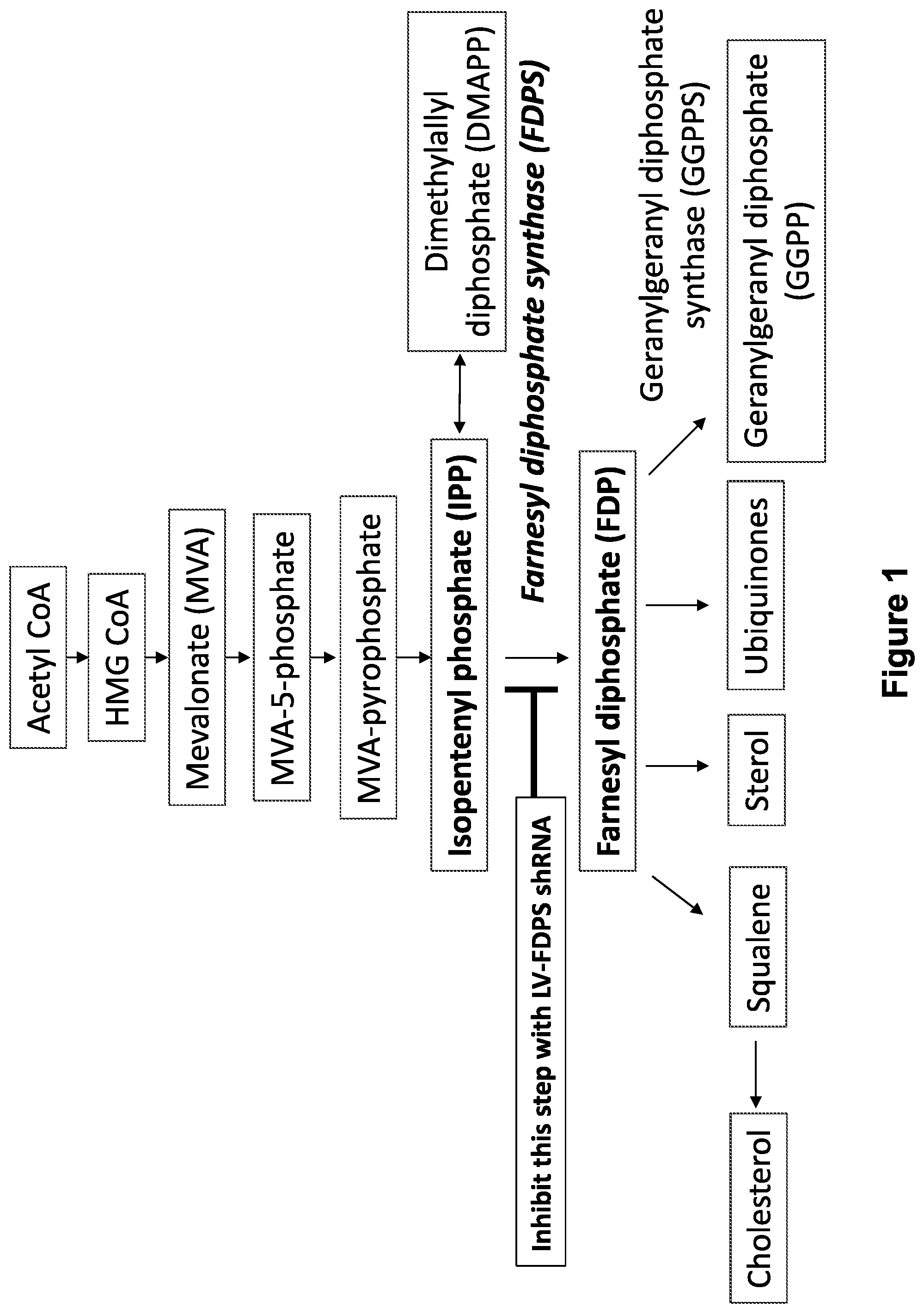 Patent US12410446 — Methods and compositions for the activation of gamma-delta T-cells — Figure 1