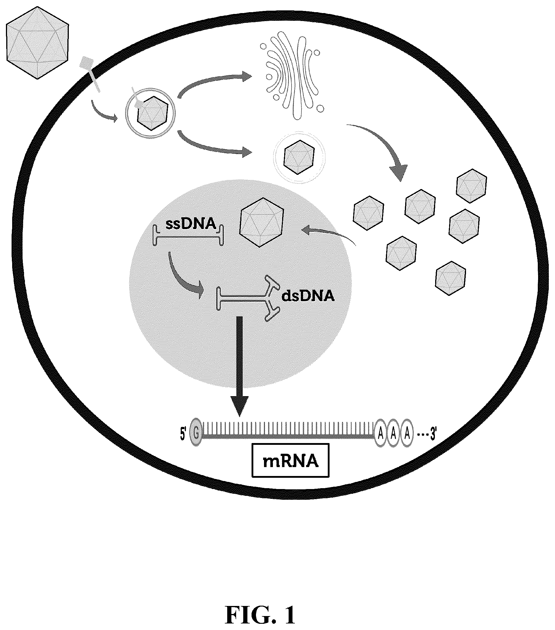 Patent US12410447 — Engineered muscle targeting compositions — Figure 1