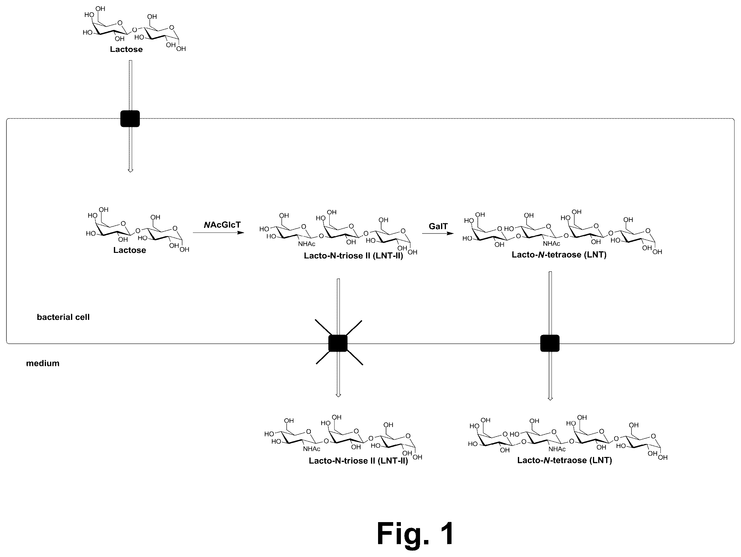 Patent US12410454 — Production of human milk oligosaccharides in microbial hosts with engineered import / export — Figure 1