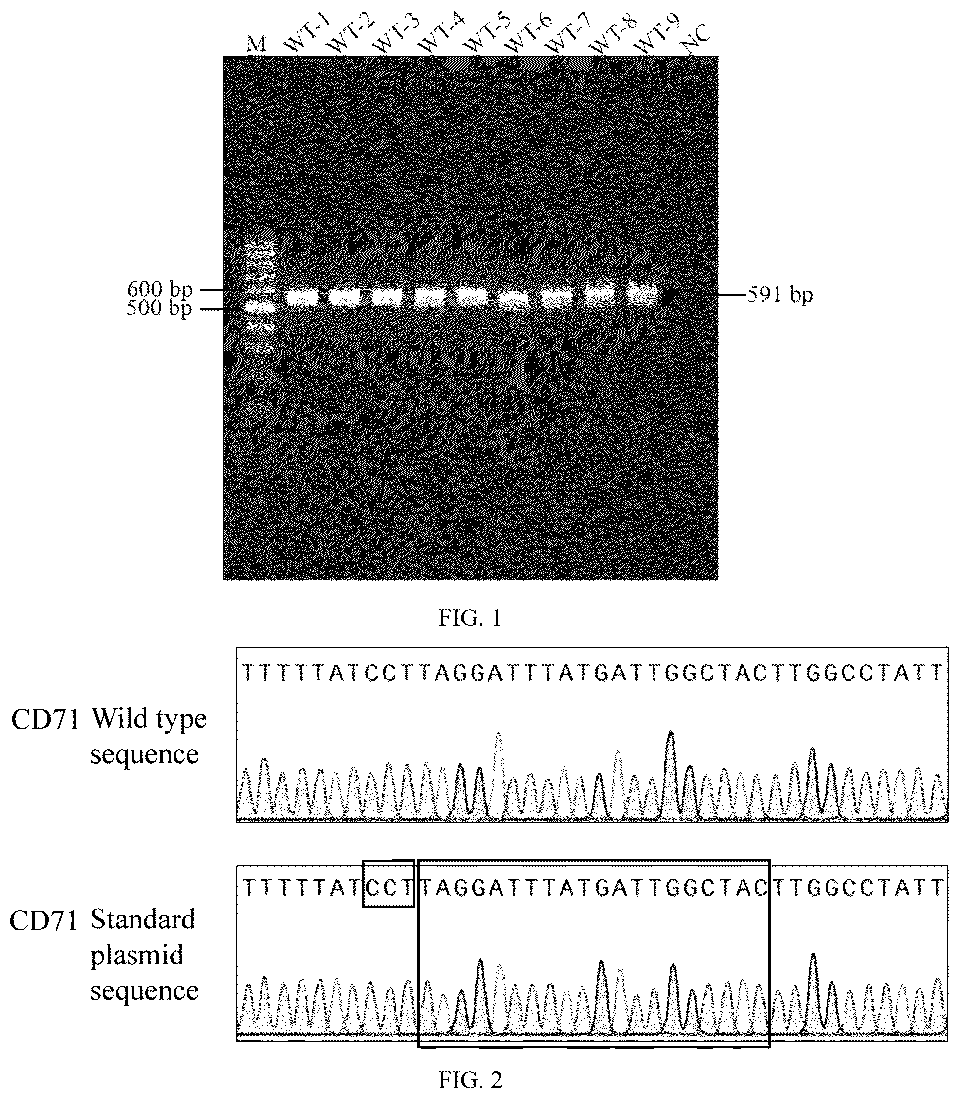 Patent US12410462 — Method for detecting bi-allelic gene edited cells based on CRISPR/Cas12a technology — Figure 1