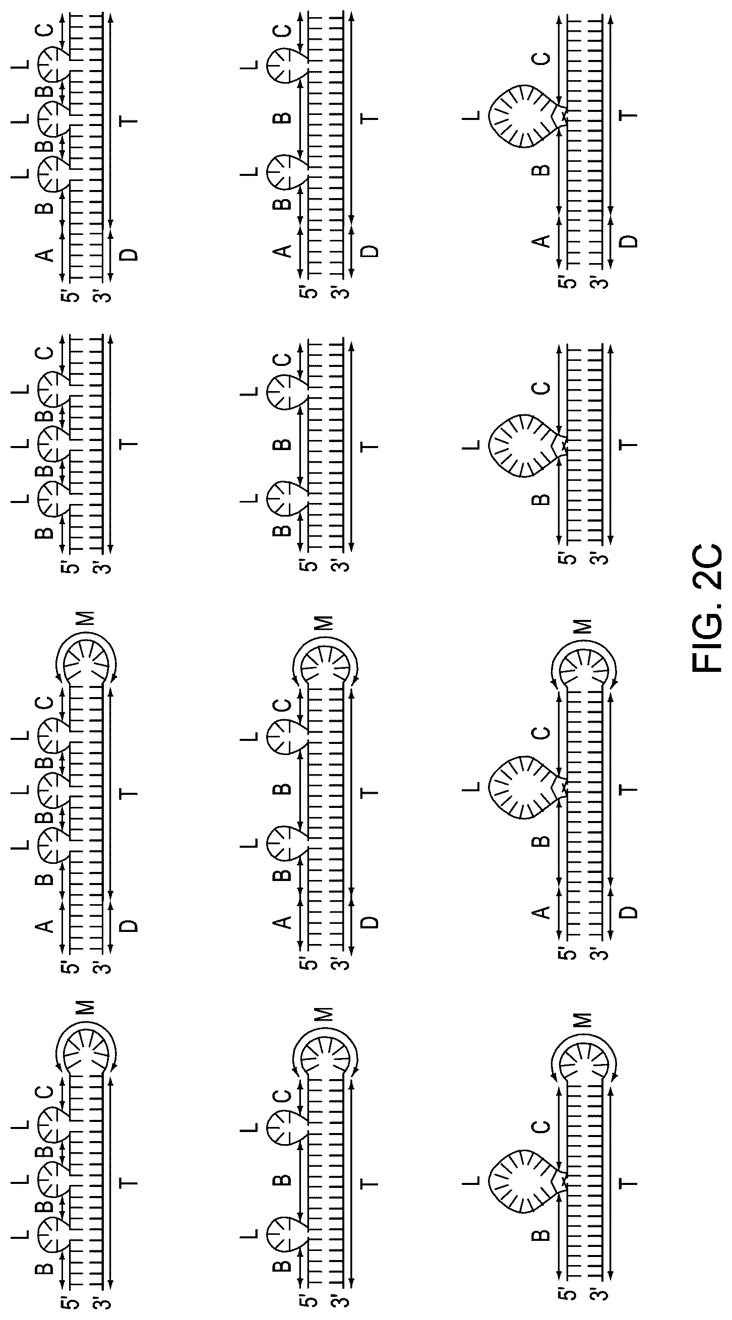 Patent US12410464 Figure 5 – Detection assays