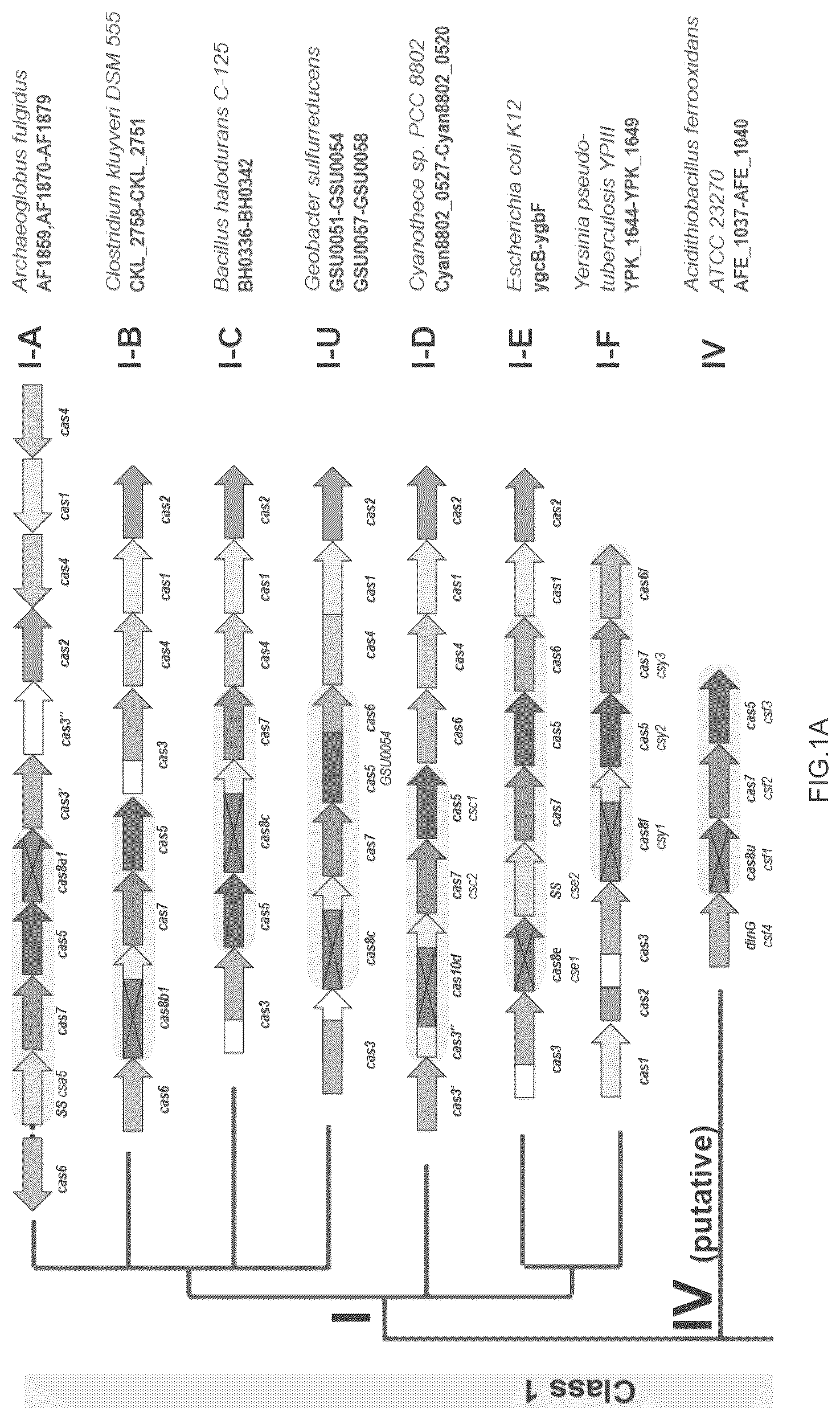 Patent US12410468 Figure 1 – CRISPR enzymes and systems
