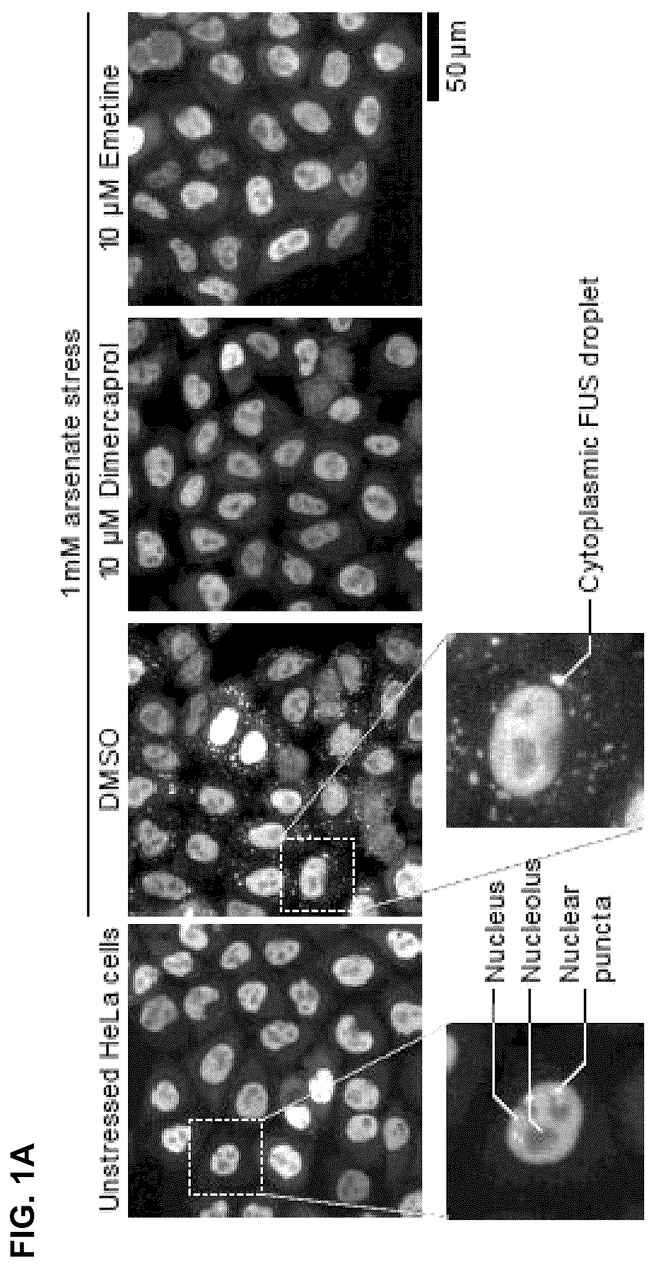 Patent US12422427 — Compounds for treatment of diseases and methods of screening therefor — Figure 1