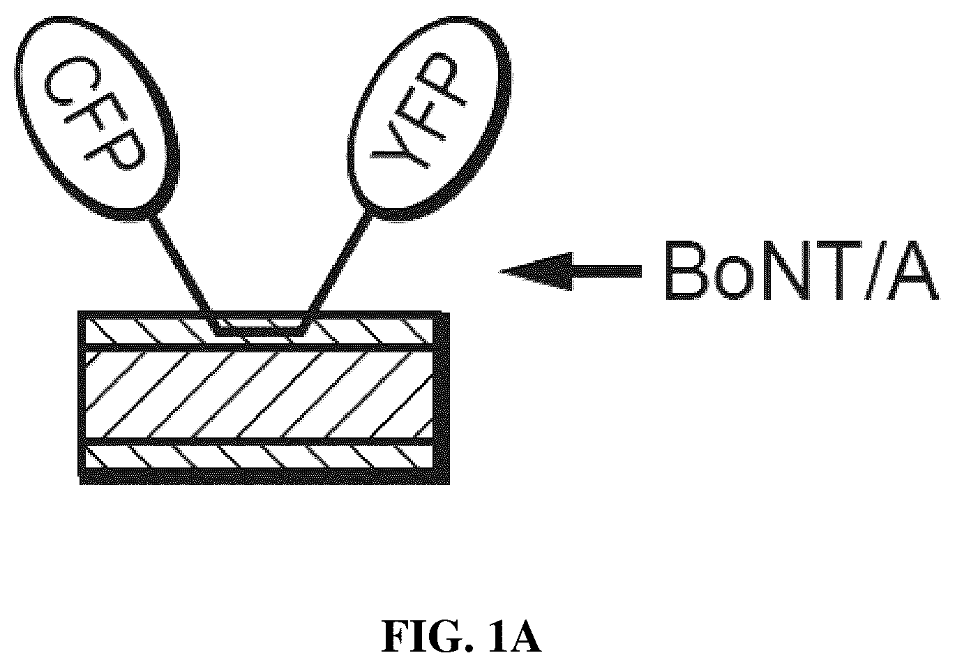 Patent US12422428 Figure 1 – Compositions and methods for cell-based assays