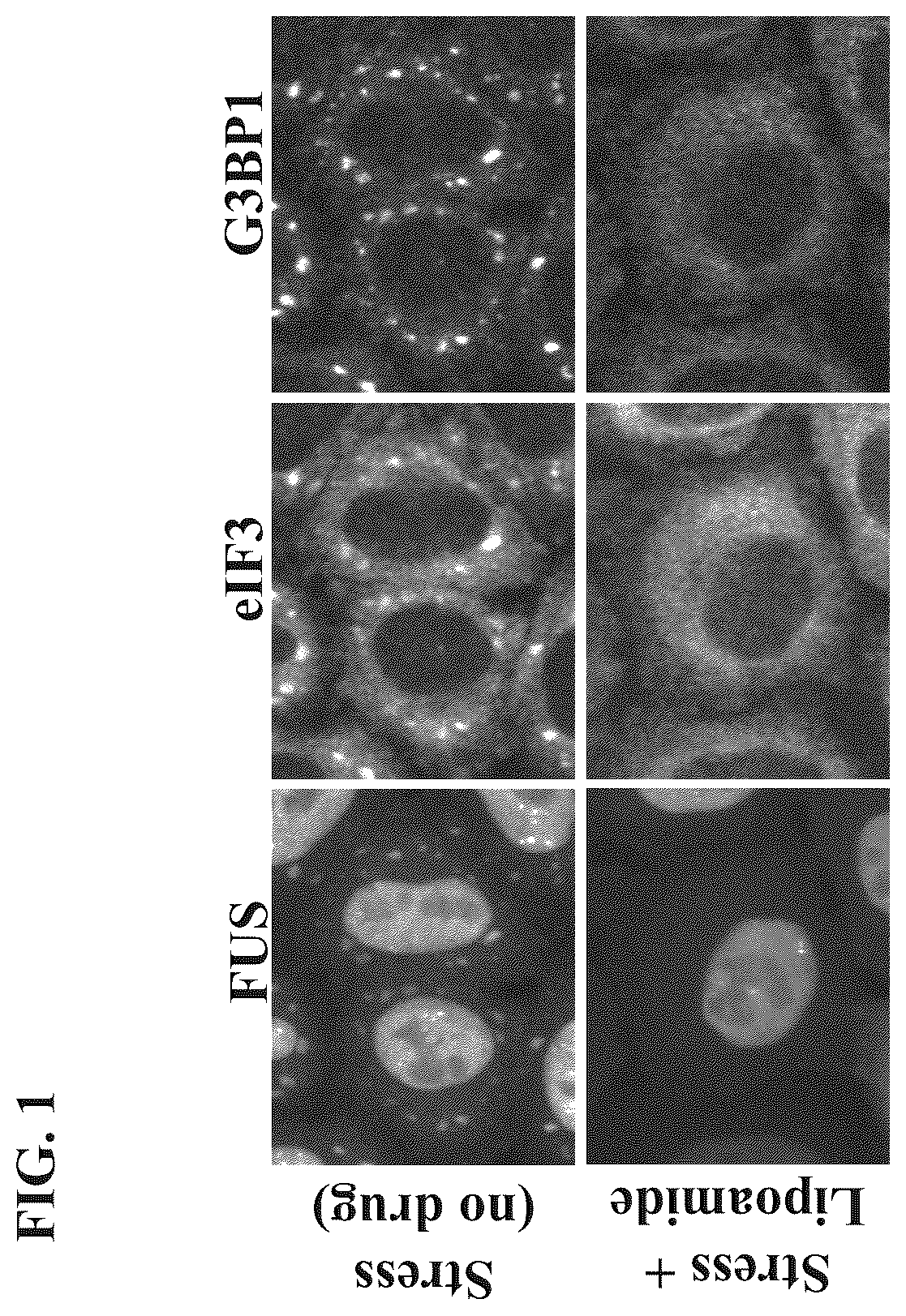 Patent US12422437 — Methods of screening for condensate-associated specificity and uses thereof — Figure 1