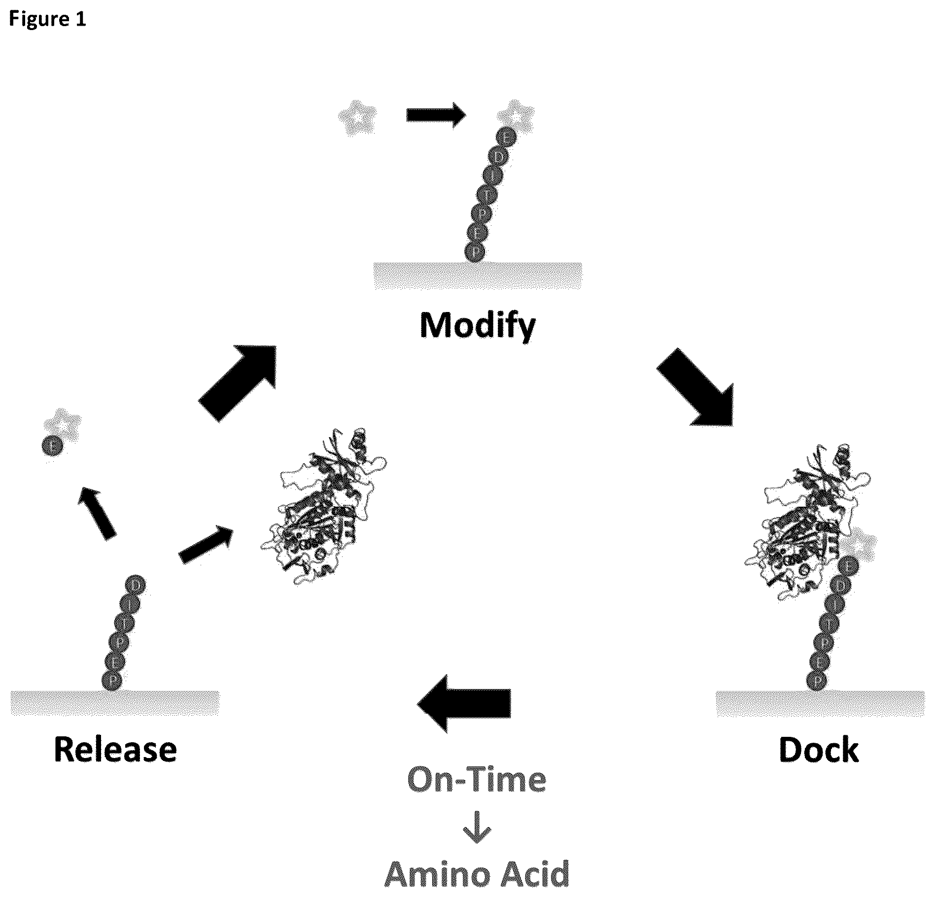 Patent US12422438 — Means and methods for single molecule peptide sequencing — Figure 1