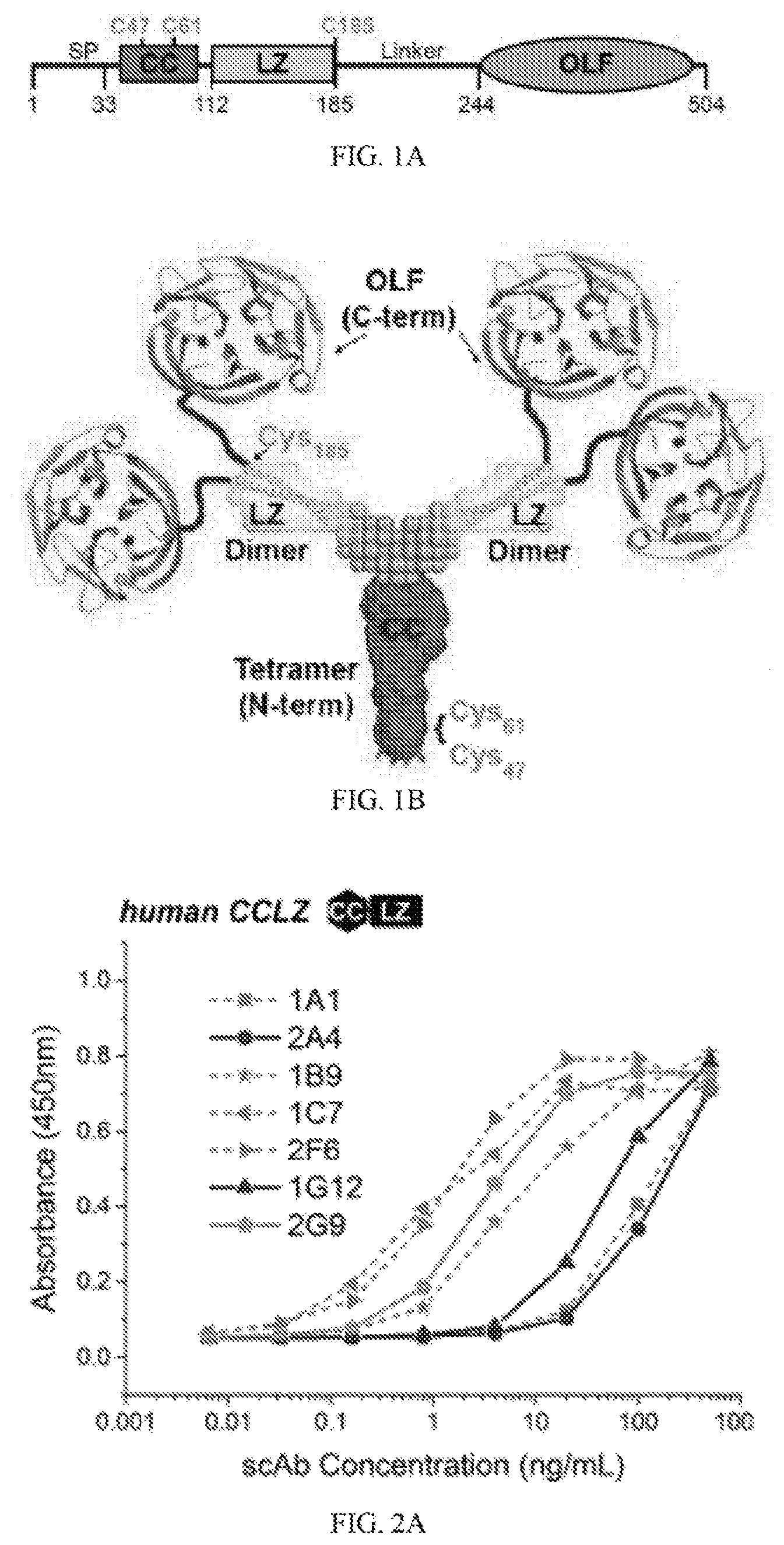 Patent US12422441 — Antibodies that bind to natively folded myocilin — Figure 1