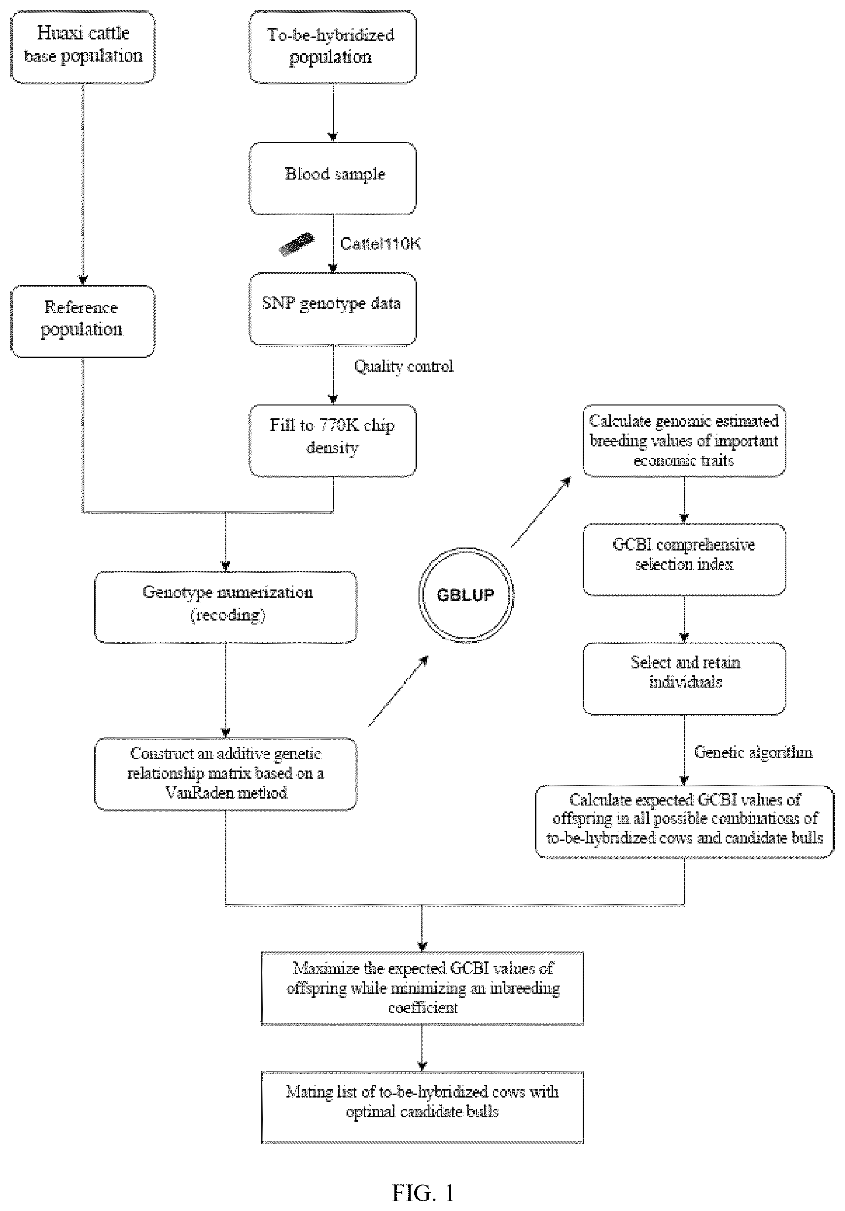 Patent US12426578 — Genomic mating method for Huaxi cattle based on whole genome single nucleotide polymorphism information and application thereof — Figure 1