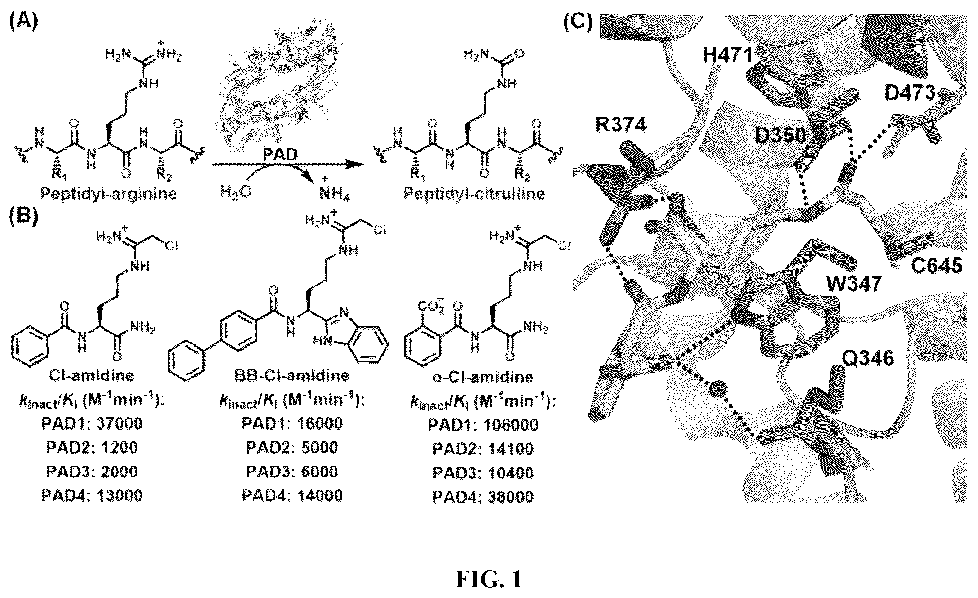 Patent US12448358 — Inhibitors of protein arginine deiminase 1 and methods of preparation and use thereof — Figure 1