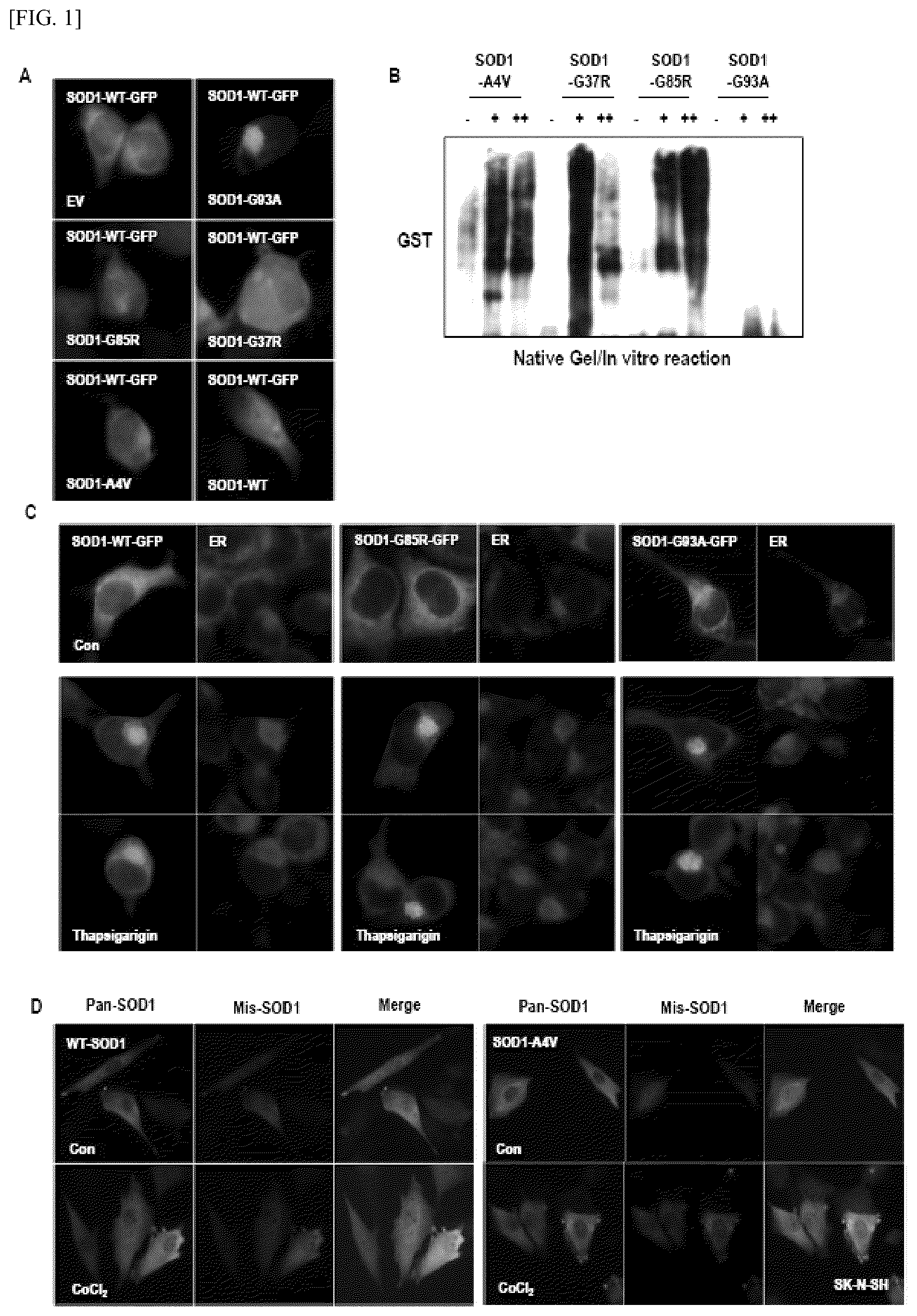 Patent US12448393 — Use of novel compound, for preventing, improving or treating amyotrophic lateral sclerosis — Figure 1