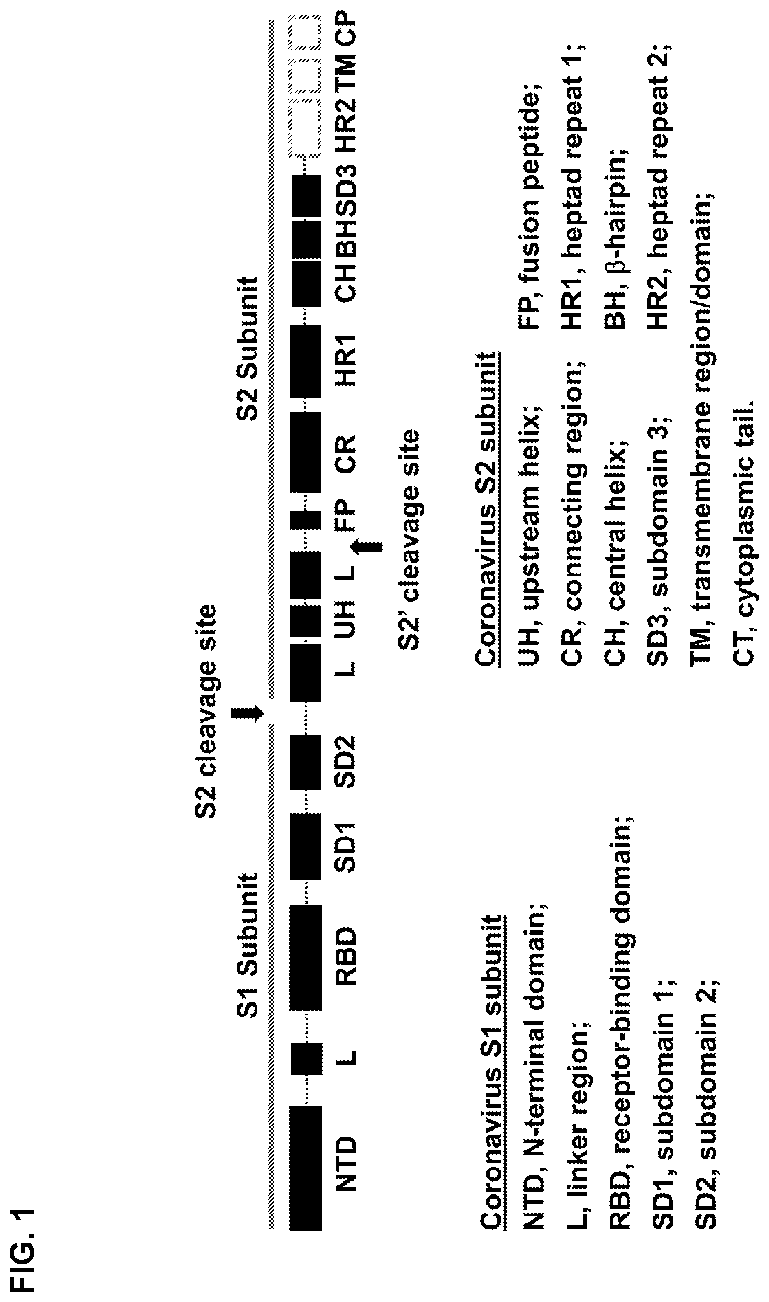 Patent US12448416 — Stabilized coronavirus spike (s) protein immunogens and related vaccines — Figure 1