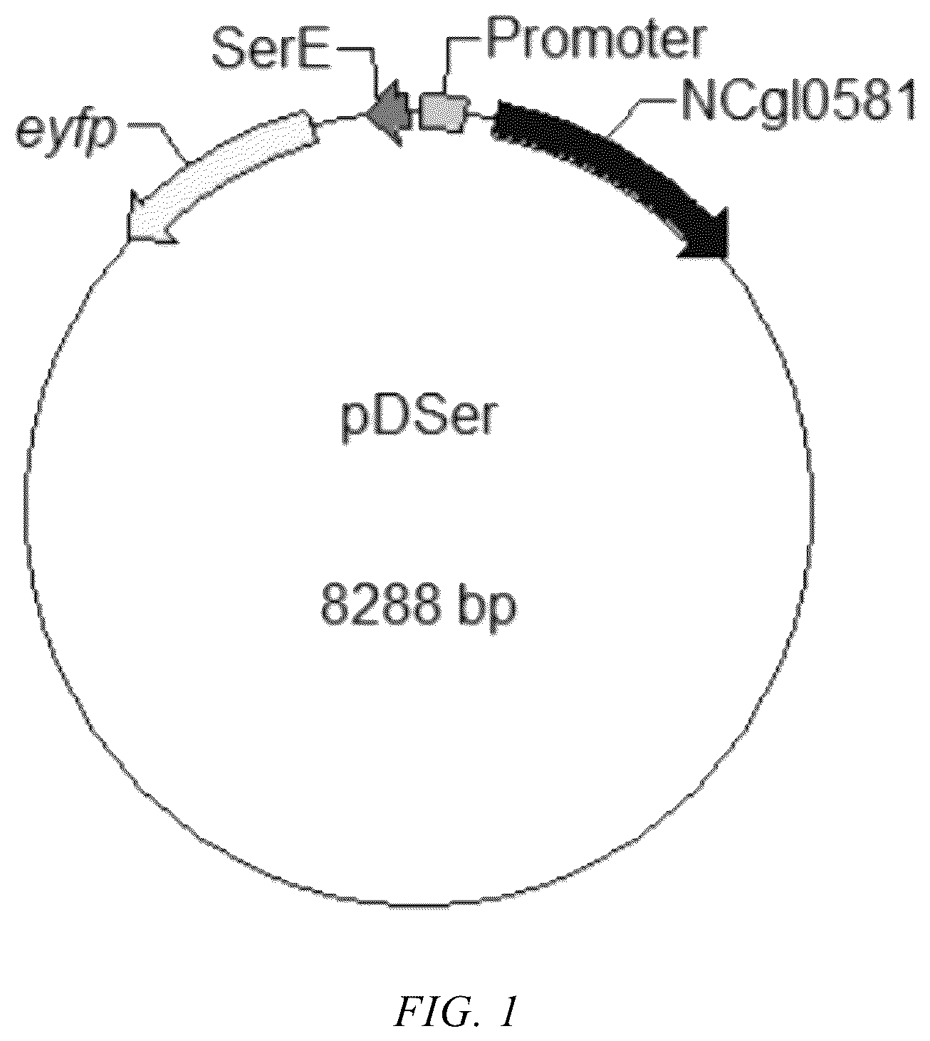 Patent US12448422 — Transcription factor NCgl0581 mutant and use thereof in L-serine detection — Figure 1