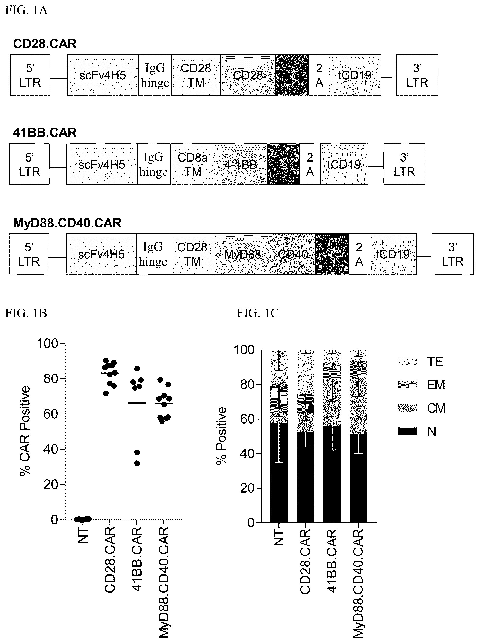 Patent US12448426 Figure 1 – Chimeric antigen receptors with MYD88 and CD40 costimulatory domains