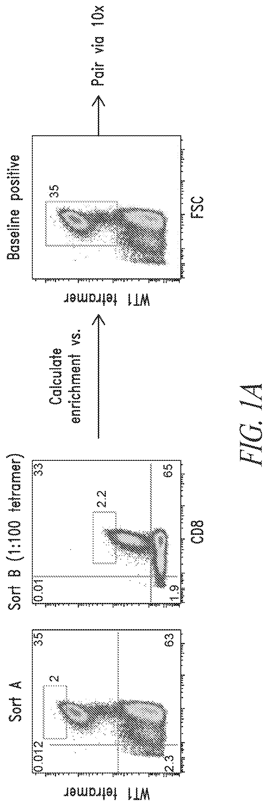 Patent US12448430 — High avidity WT1 T cell receptors and uses thereof — Figure 1