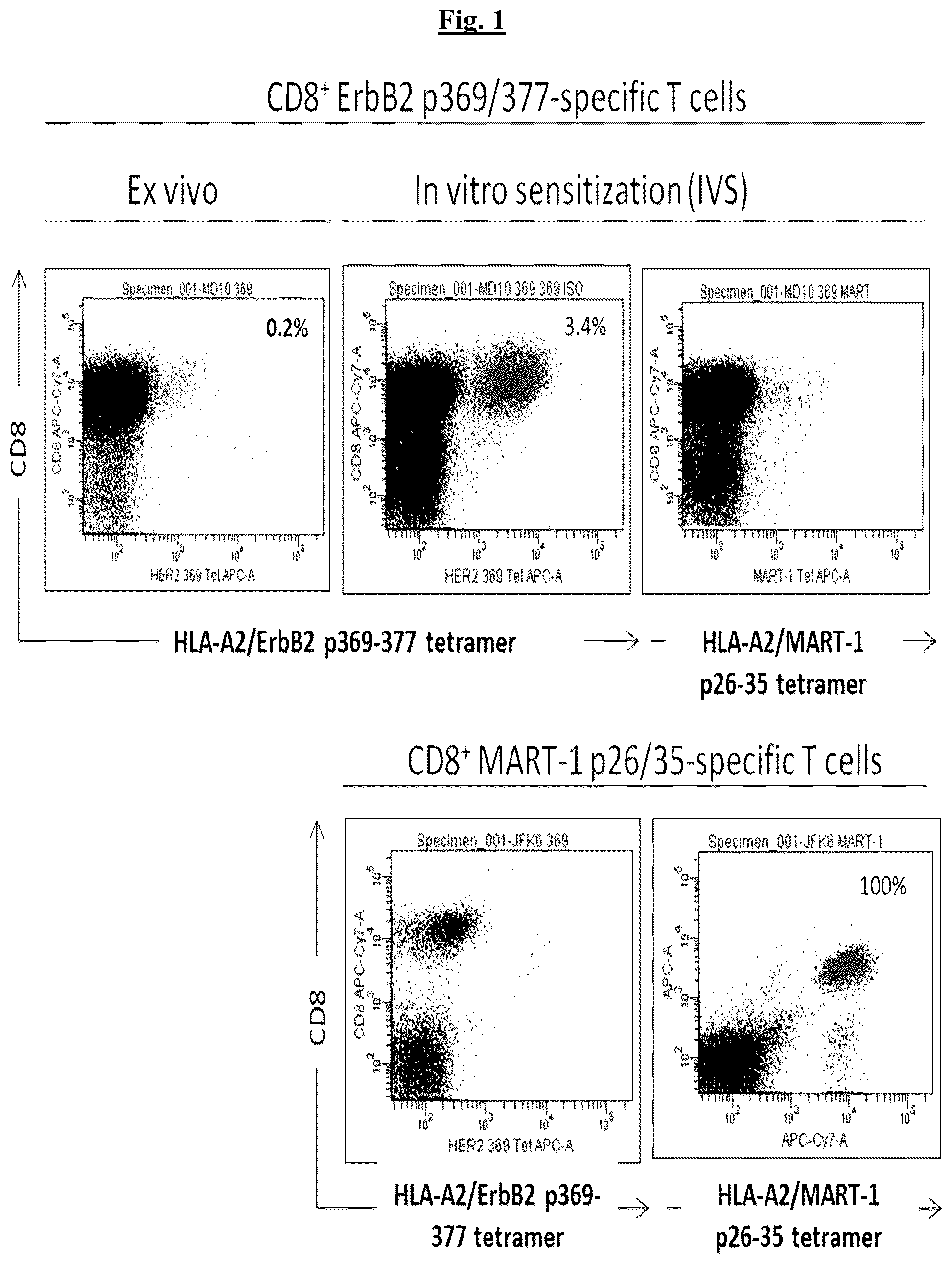Patent US12448431 — Fully-human T-cell receptor specific for the 369-377 epitope derived from the Her2/neu (ERBB2) receptor protein — Figure 1