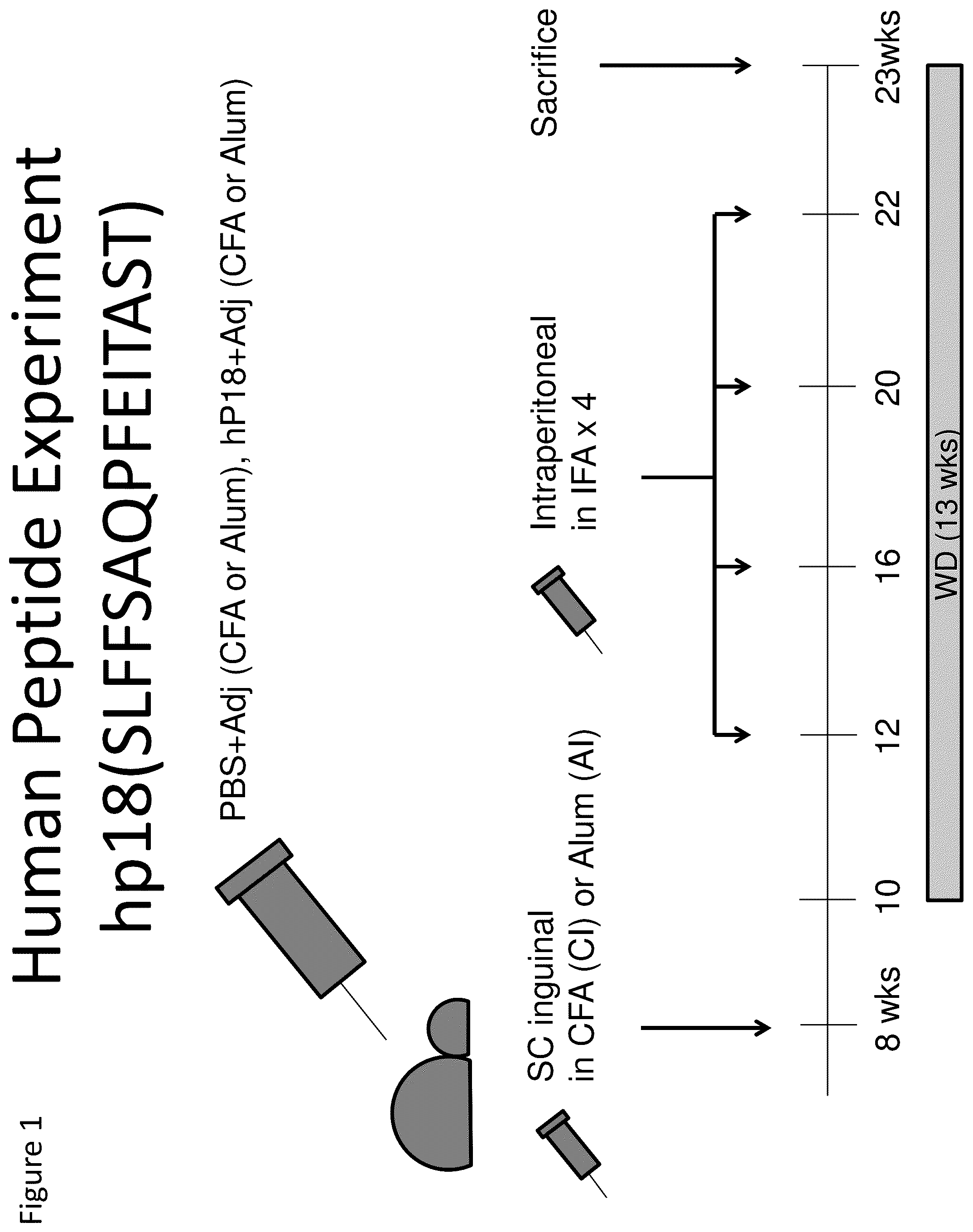 Patent US12448433 Figure 1 – Human ApoB100 epitopes, methods and uses for modulating inflammatory responses, and treating adverse cardiovascular events, disease and atherosclerosis