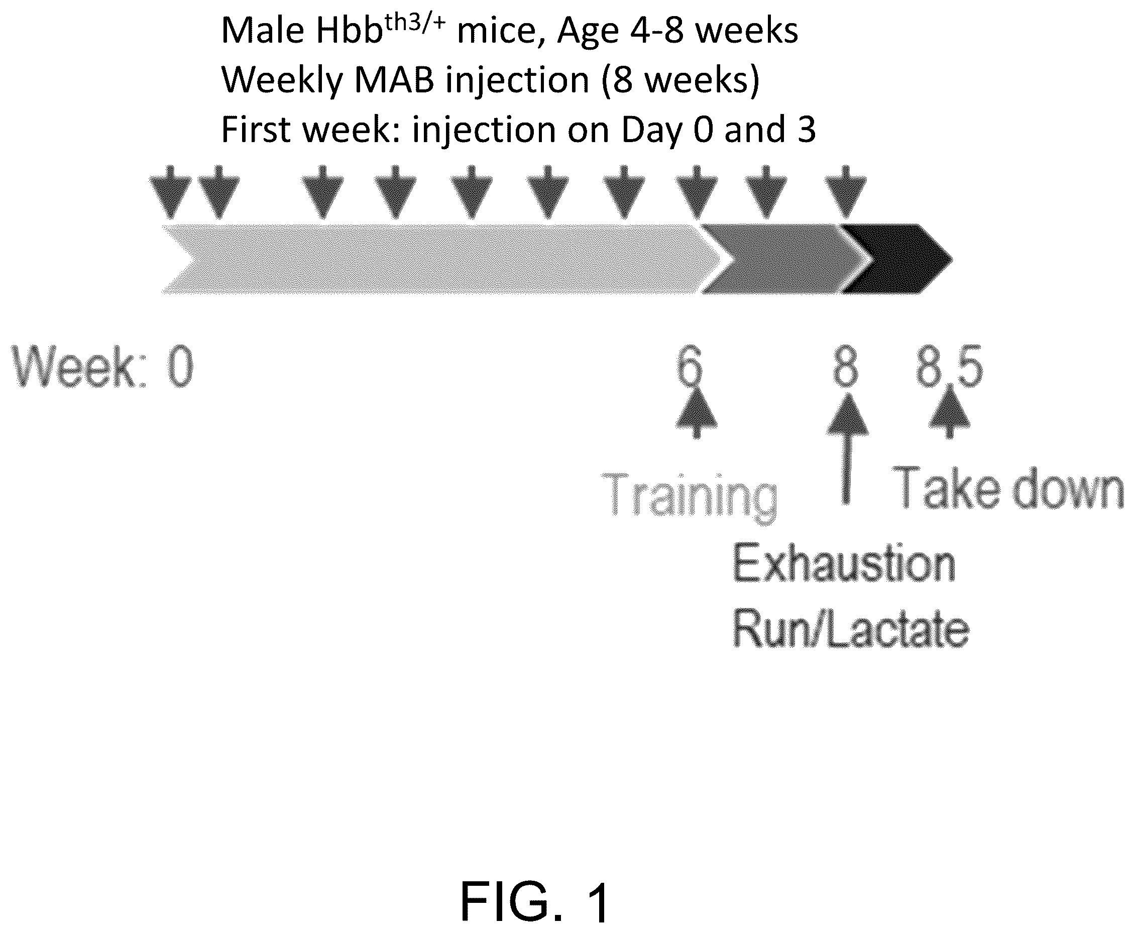 Patent US12448435 — Anti-TMPRSS6 antibodies and uses thereof — Figure 1