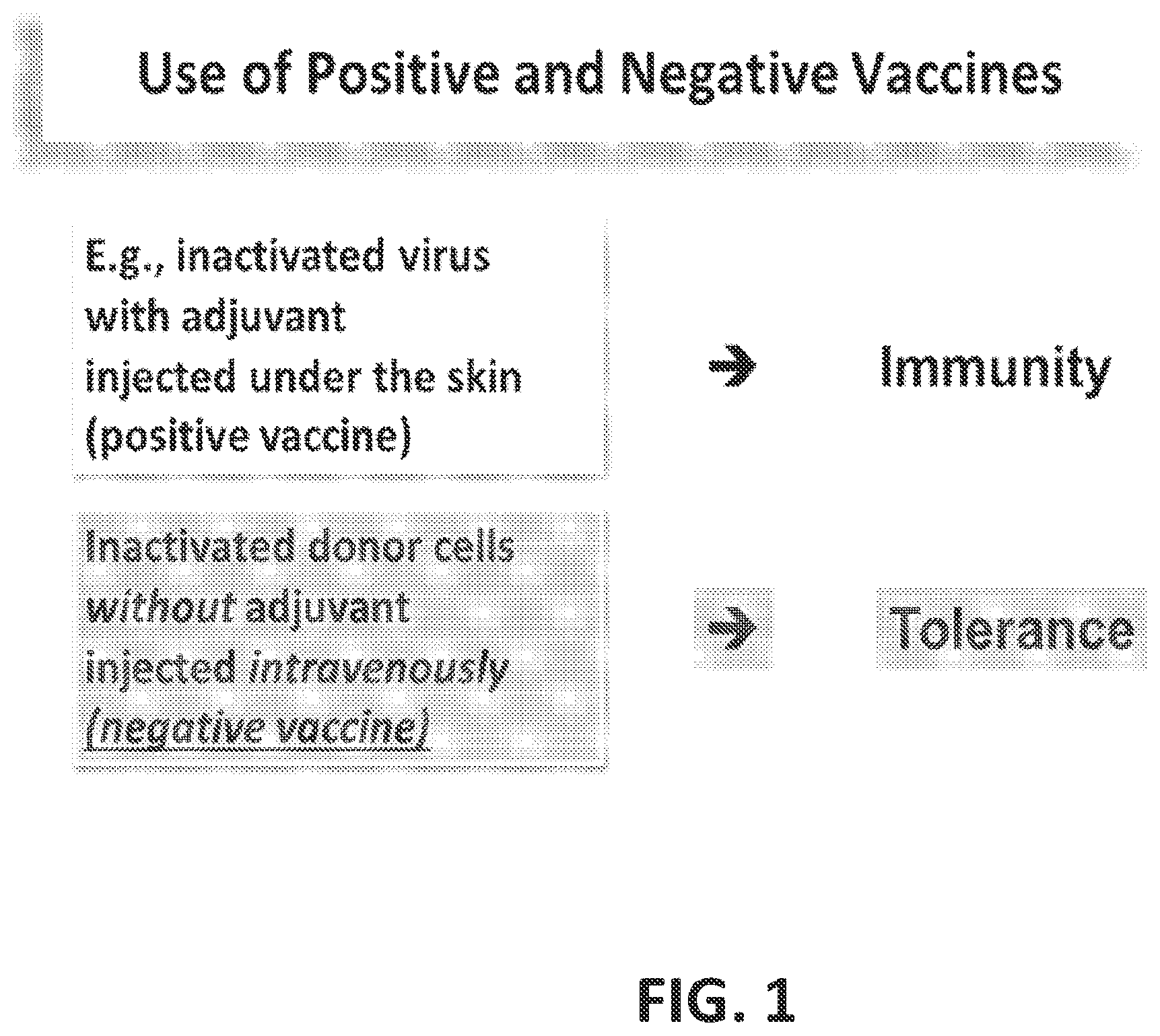 Patent US12448437 Figure 1 – Transplant tolerance induction with carbodiimide treated tolerizing vaccine