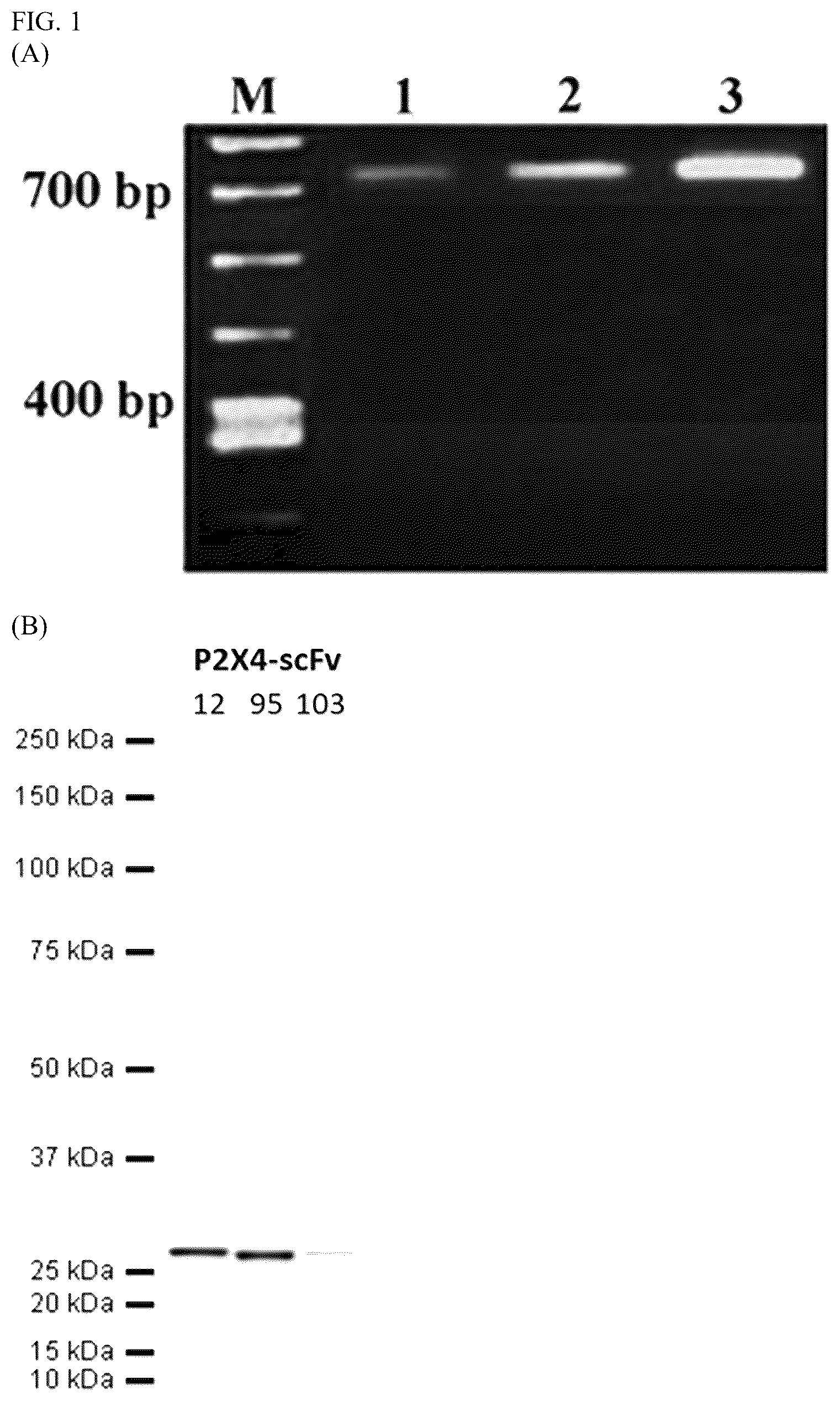 Patent US12448440 — Compositions comprising antibodies or antibody fragments which bind the P2X4 receptor — Figure 1