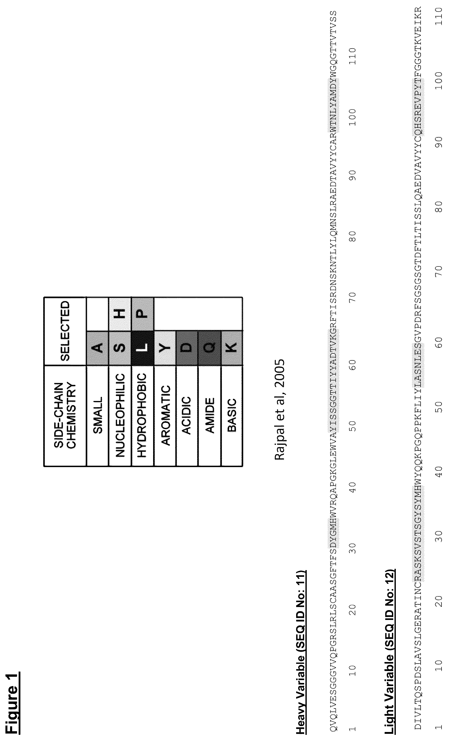 Patent US12448441 — ZIP12 antibody — Figure 1