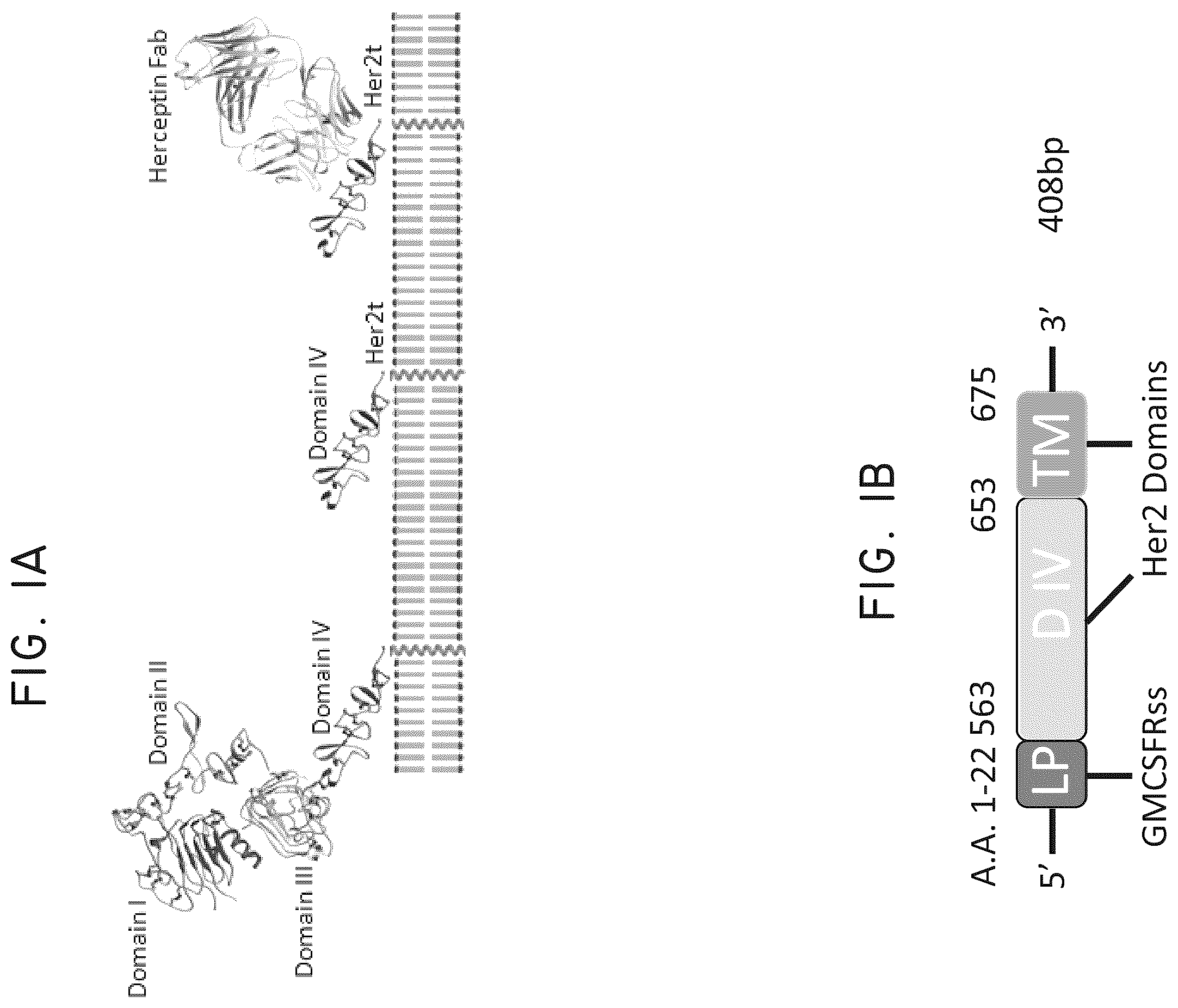 Patent US12448445 — Transgene genetic tags and methods of use — Figure 1
