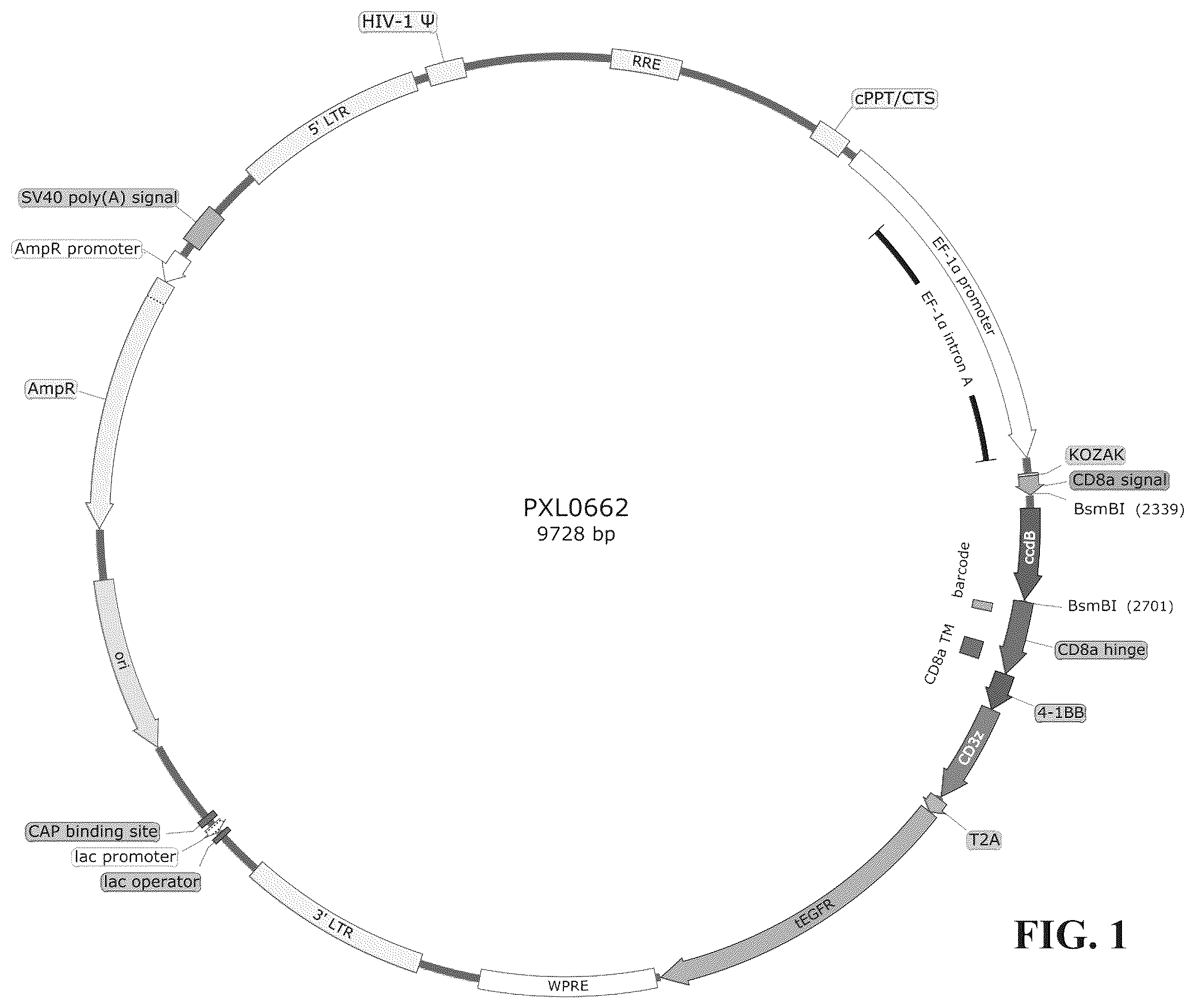 Patent US12448453 — Fully human anti-human CD22 chimeric antigen receptor and application thereof — Figure 1