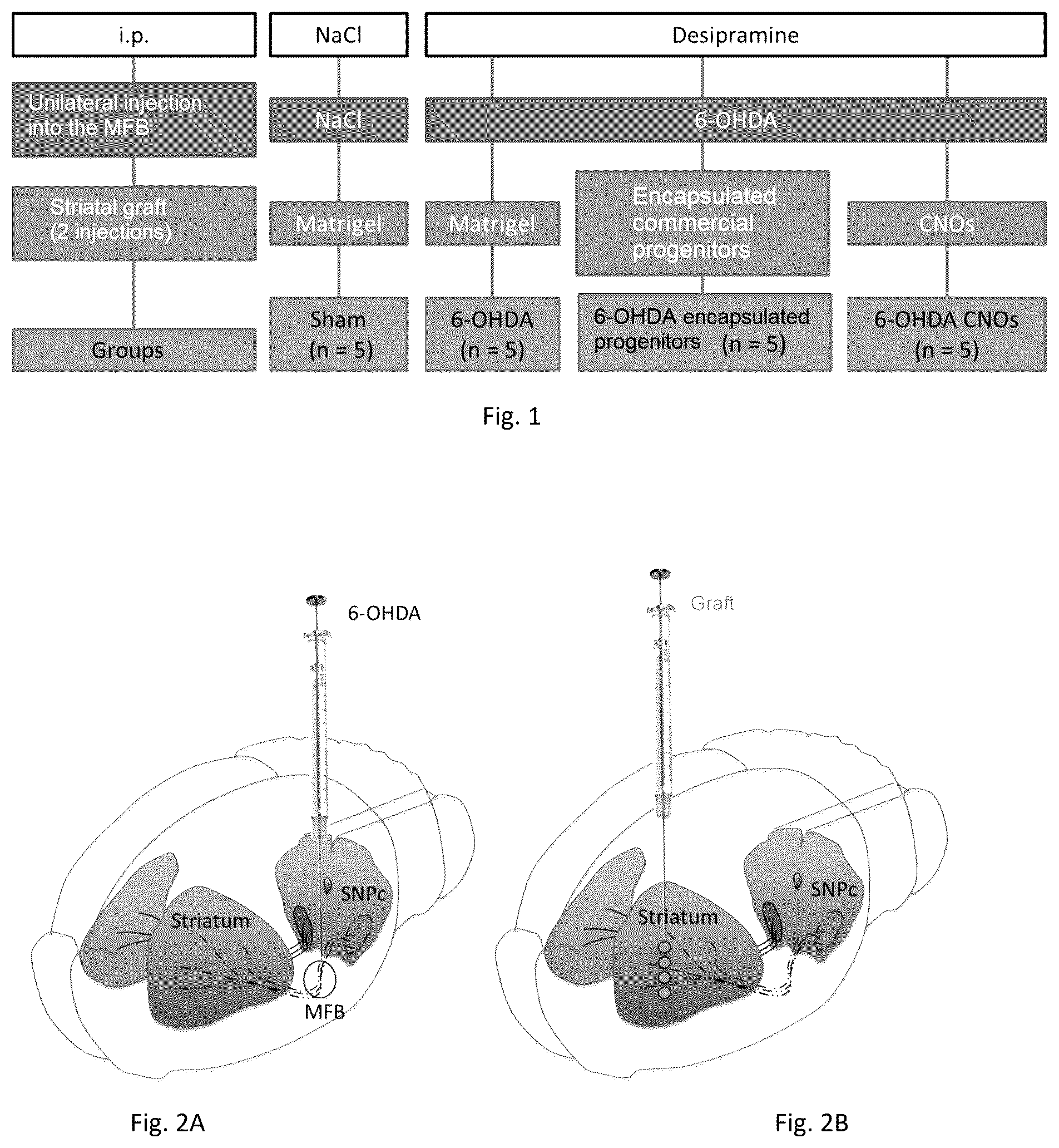 Patent US12448601 — Neural tissue unit and use of such a unit for implantation into the nervous system of a mammal — Figure 1