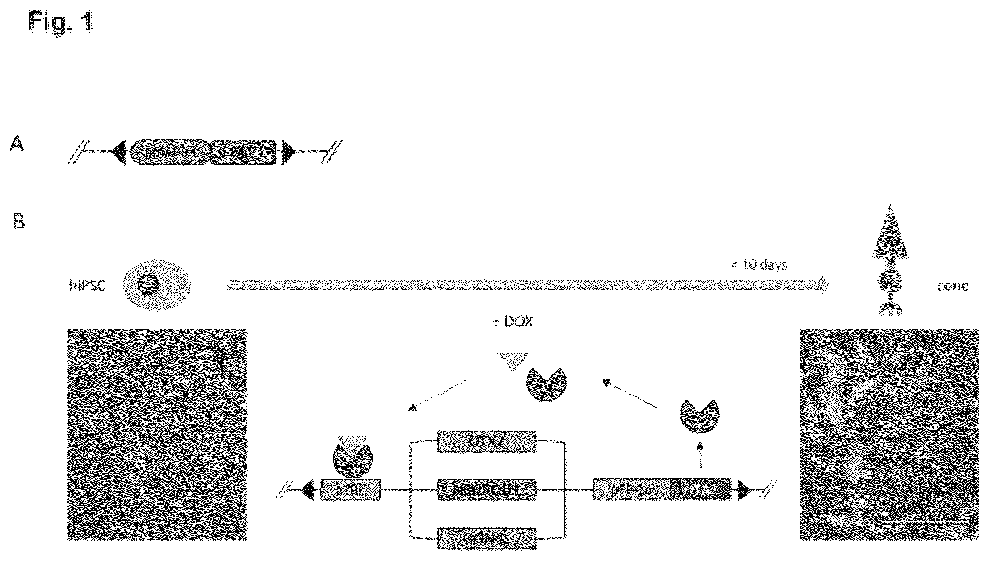 Patent US12448602 — Induced photoreceptor cells and methods for their production — Figure 1