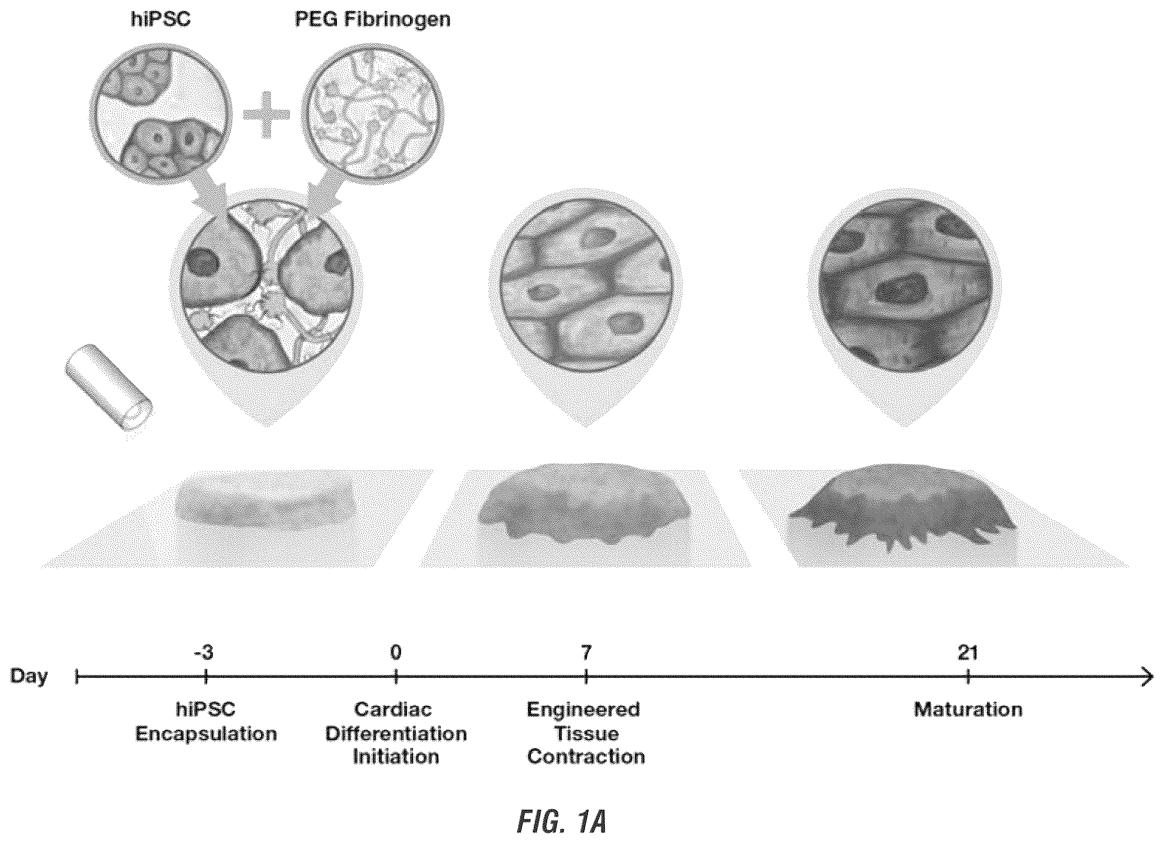Patent US12448605 — Encapsulation and cardiac differentiation of hiPSCs in 3D PEG-fibrinogen hydrogels — Figure 1