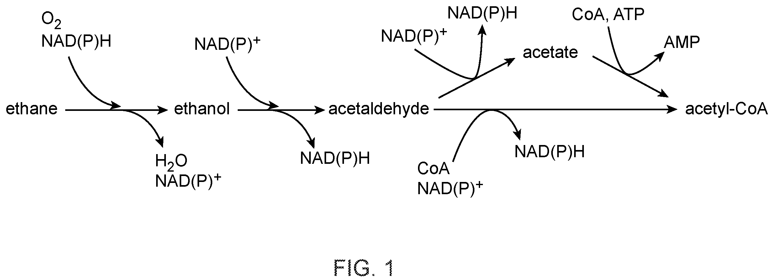 Patent US12448609 — Heterologous expression of short-chain monooxygenases in microorganisms — Figure 1