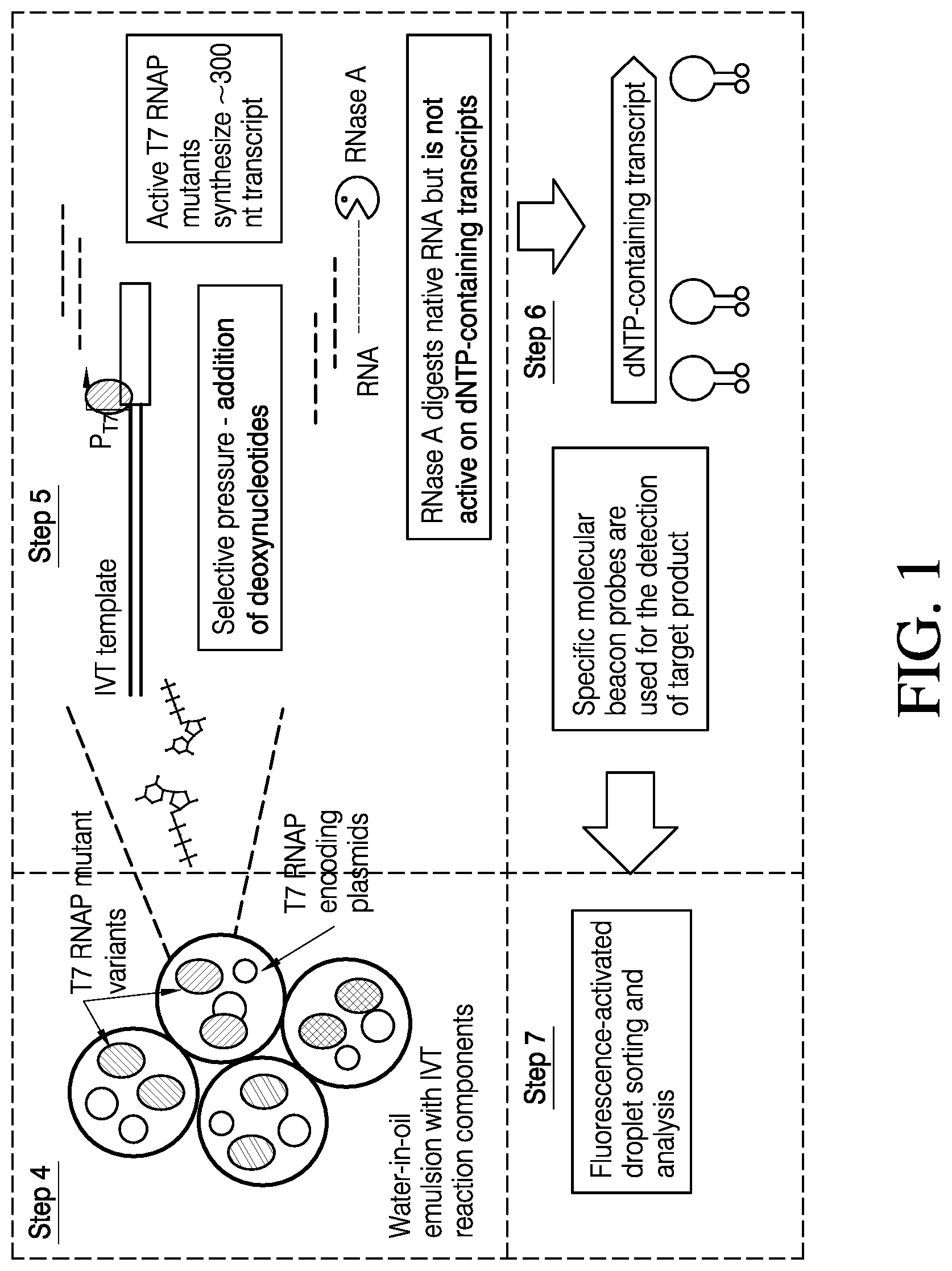 Patent US12448612 — Mutant polymerases and methods of using the same — Figure 1