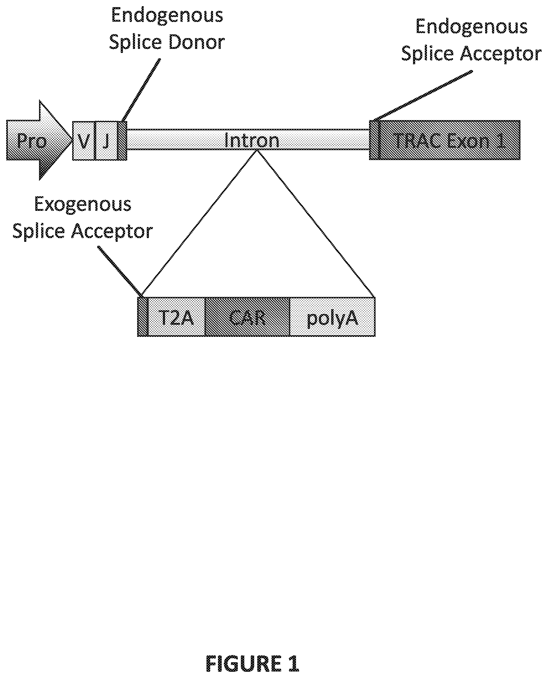 Patent US12448613 Figure 1 – Genetically-modified T cells comprising a modified intron in the T cell receptor alpha gene