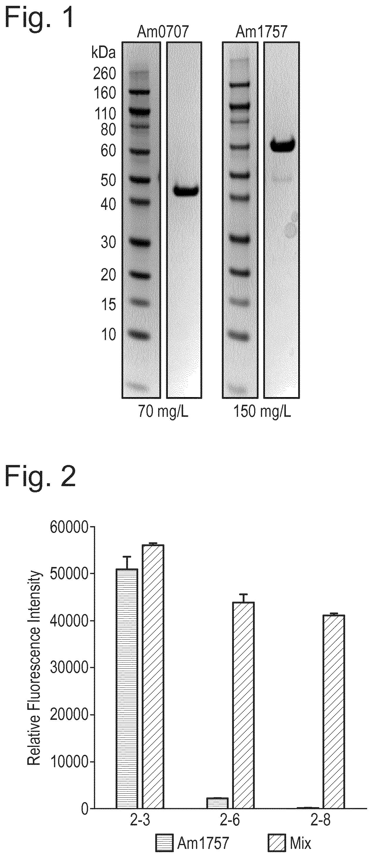 Patent US12448614 — Enzymes for glycan analysis — Figure 1