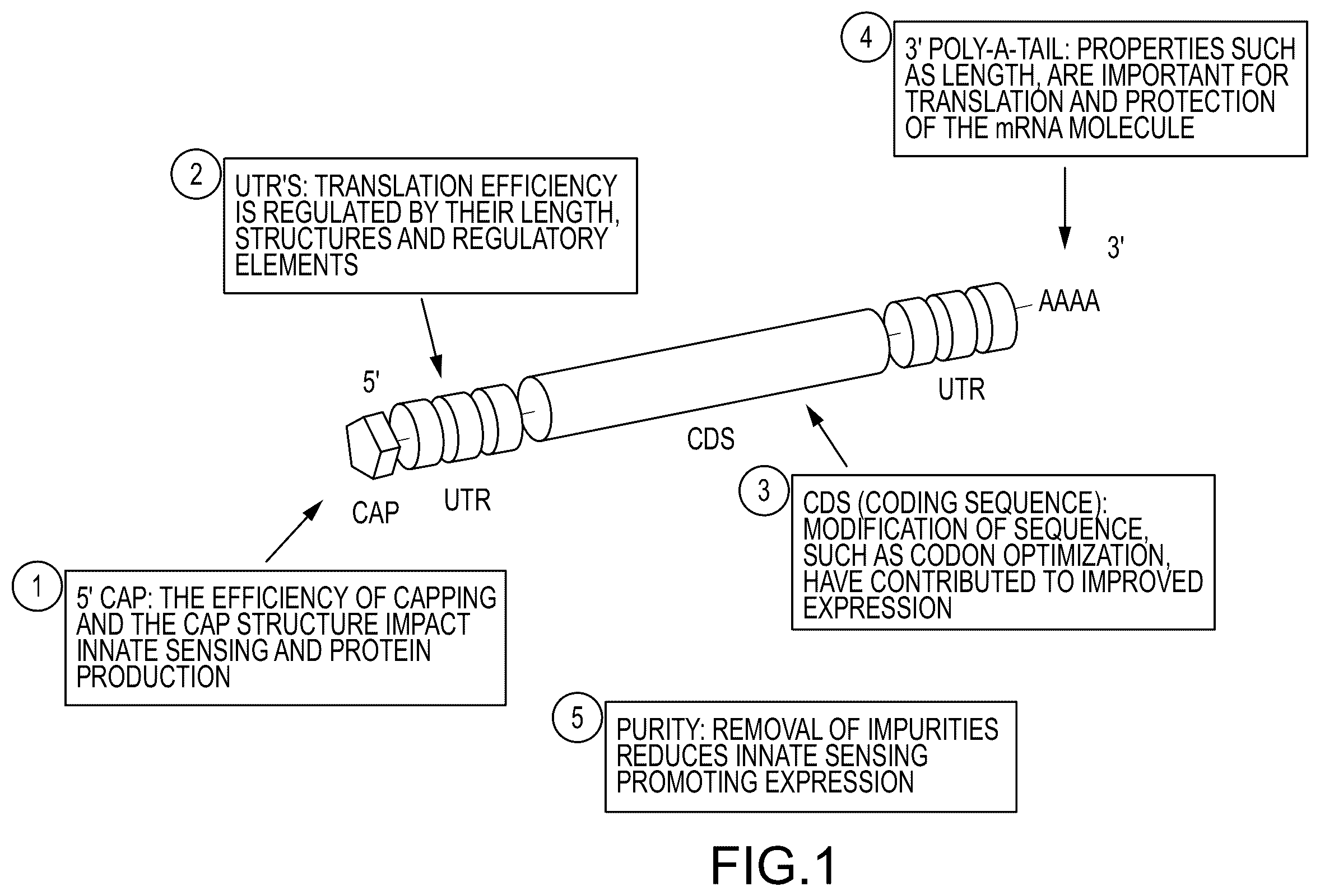 Patent US12448638 Figure 1 – Enzyme based system for production of messenger RNA with increased transfection efficiency