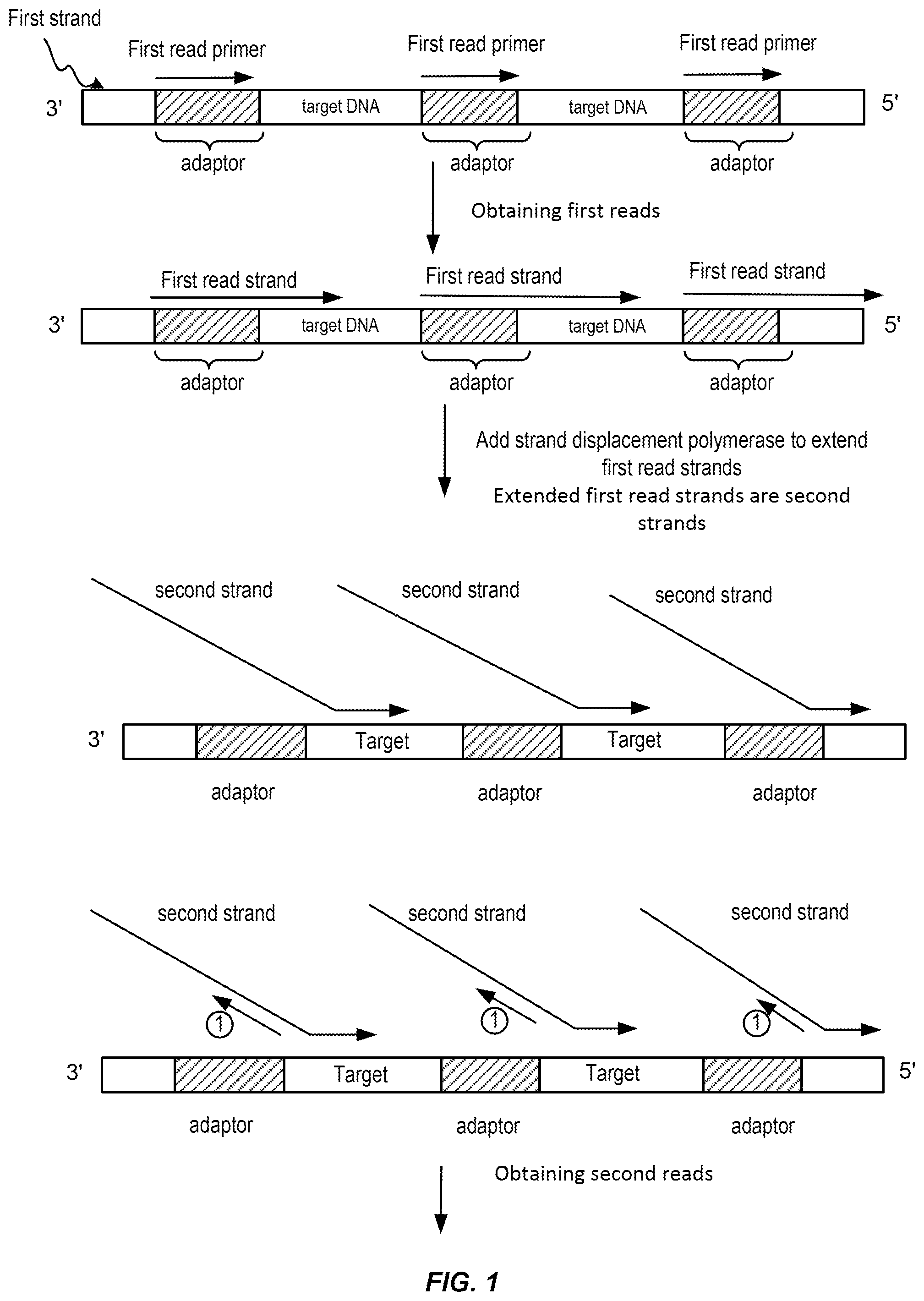Patent US12448648 — Controlled strand-displacement for paired end sequencing — Figure 1