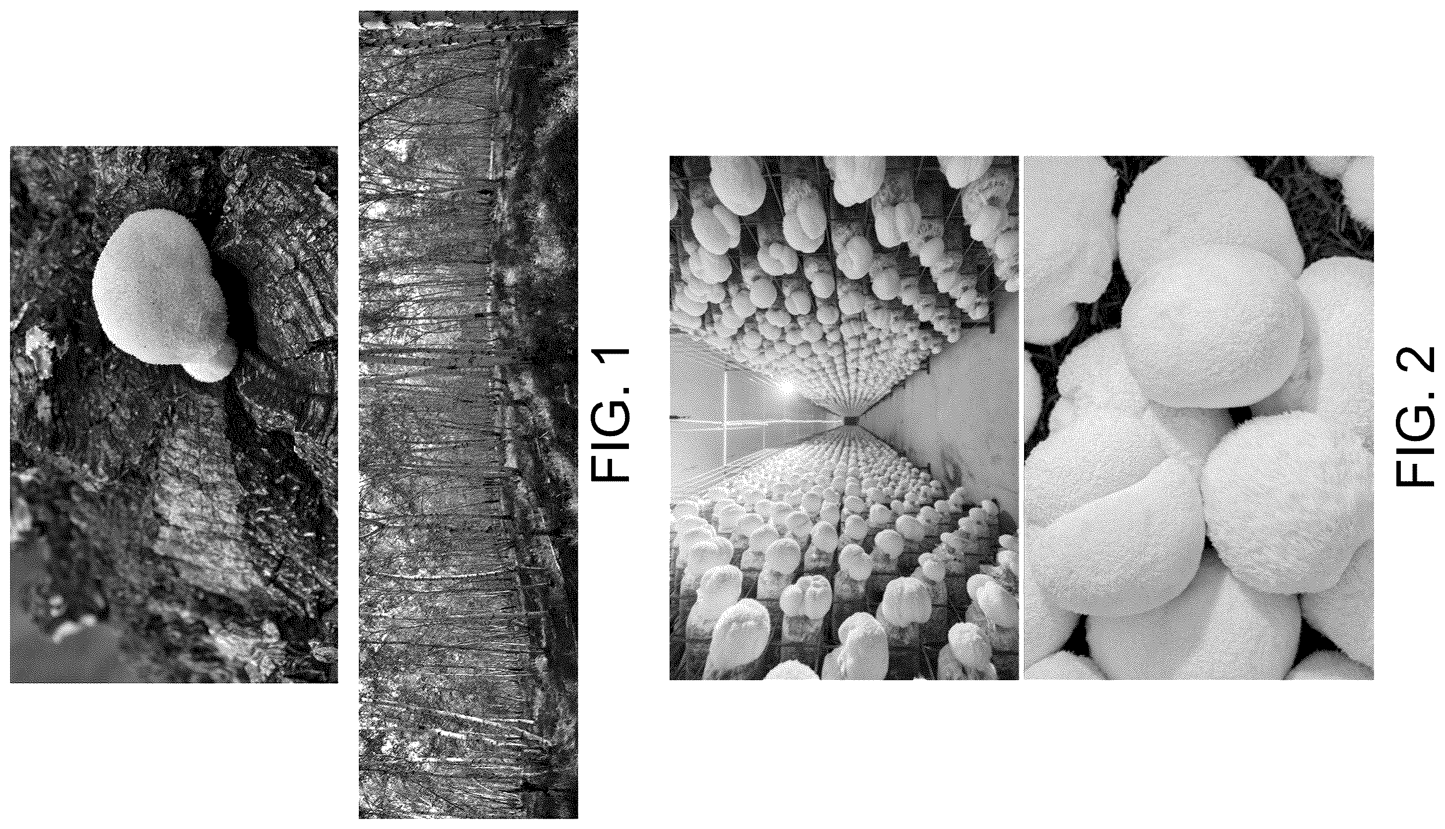 Patent US12448657 Figure 1 – Hericium erinaceus strain HE015, molecular markers and uses thereof