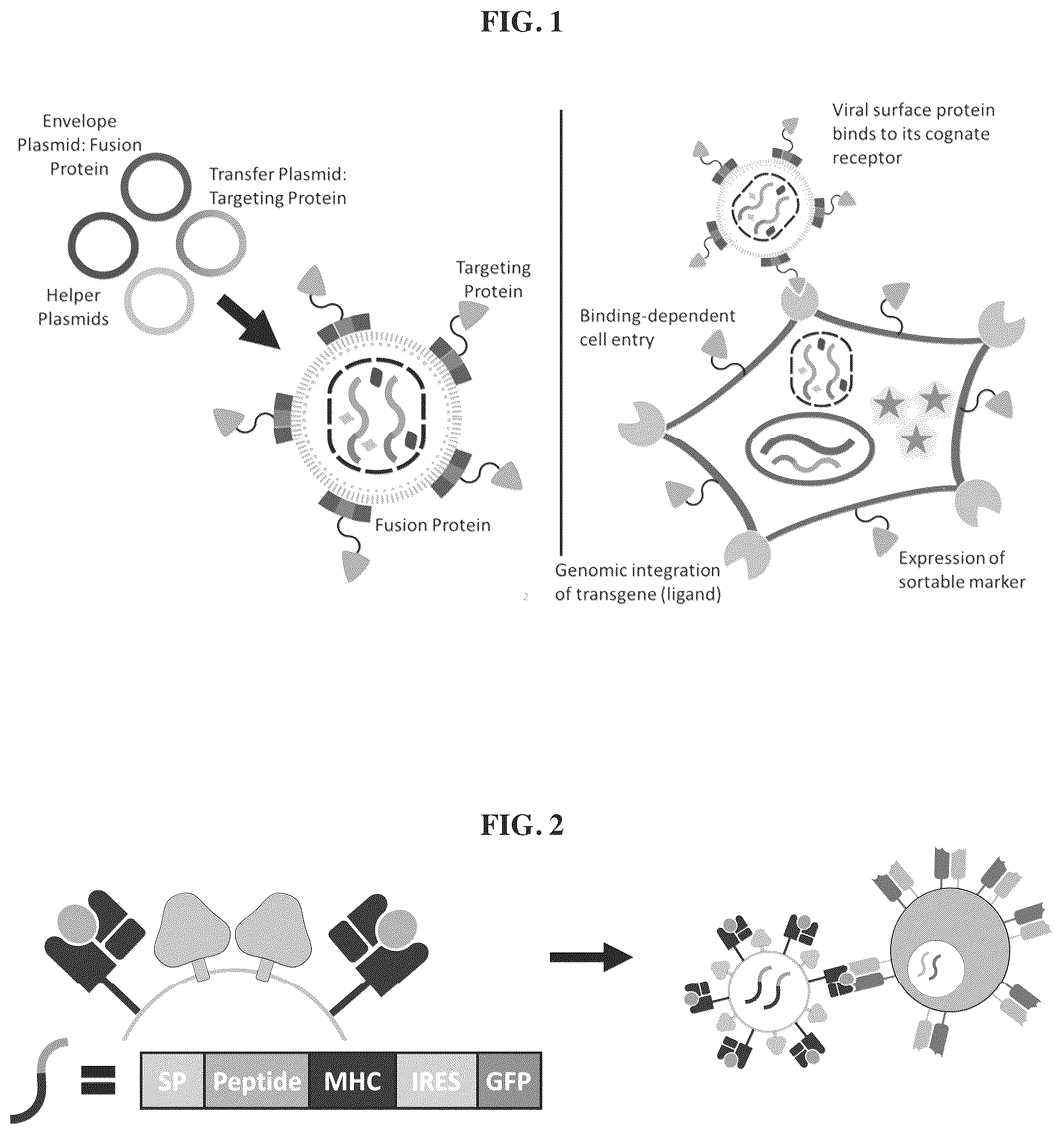 Patent US12455280 — Ligand discovery and gene delivery via retroviral surface display — Figure 1