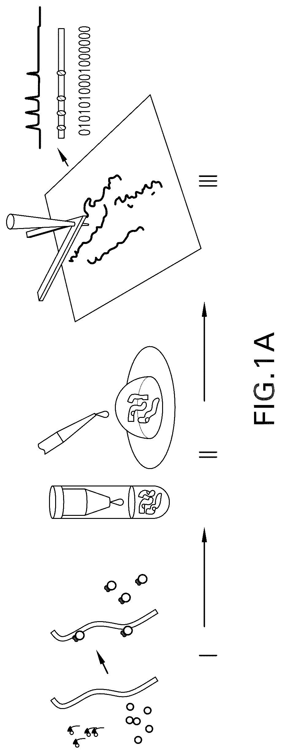 Patent US12455296 Figure 1 – System, method, computer-accessible medium and apparatus for DNA mapping