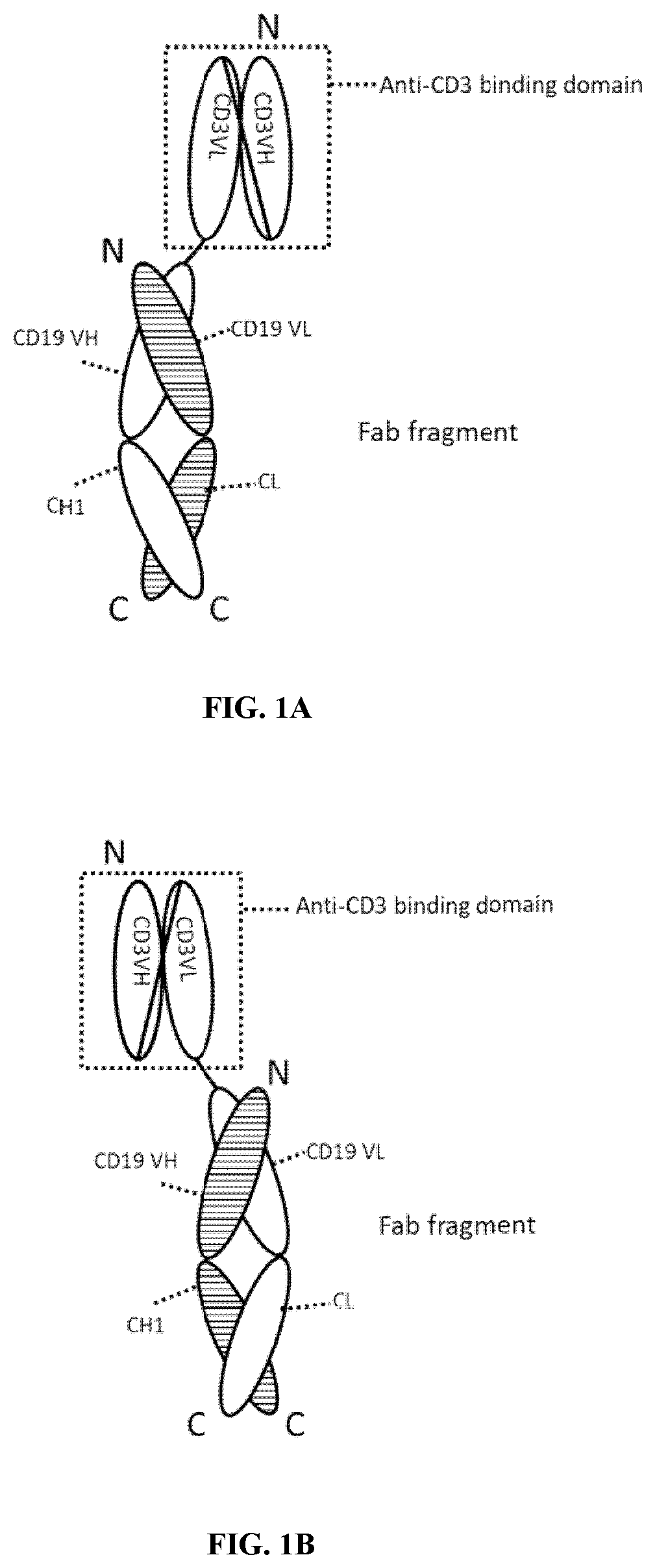 Patent US12460000 — Anti-CD19 and anti-CD3 bispecific antigen binding proteins and uses thereof — Figure 1