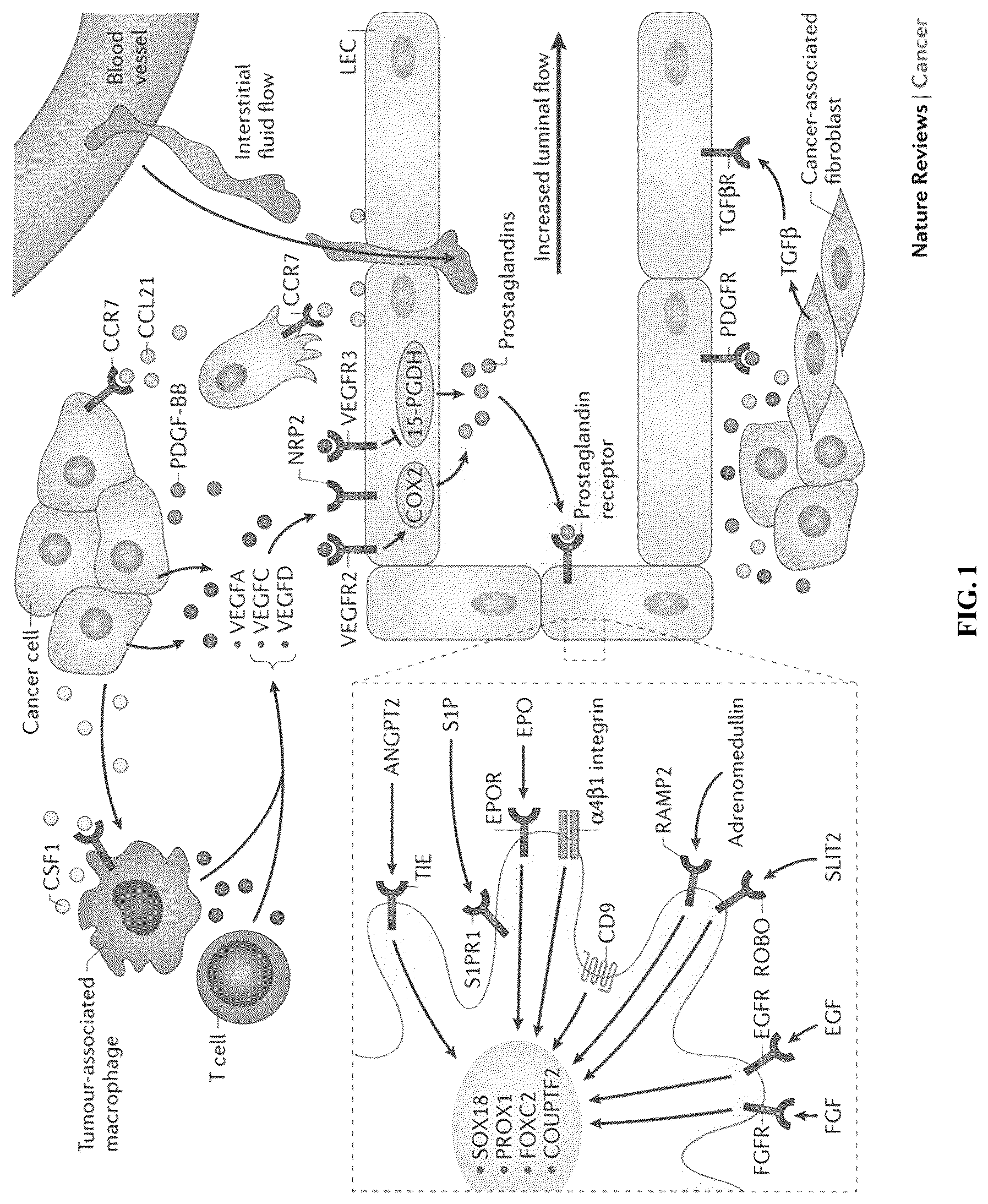 Patent US12460003 Figure 1 – Methods of assessing and treating cancer in subjects having dysregulated lymphatic systems
